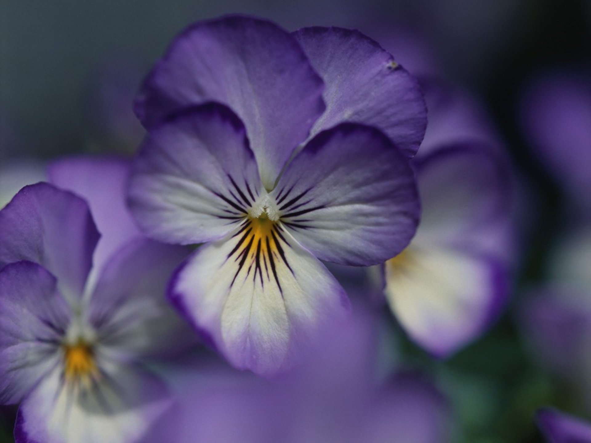 violet flower petals purple