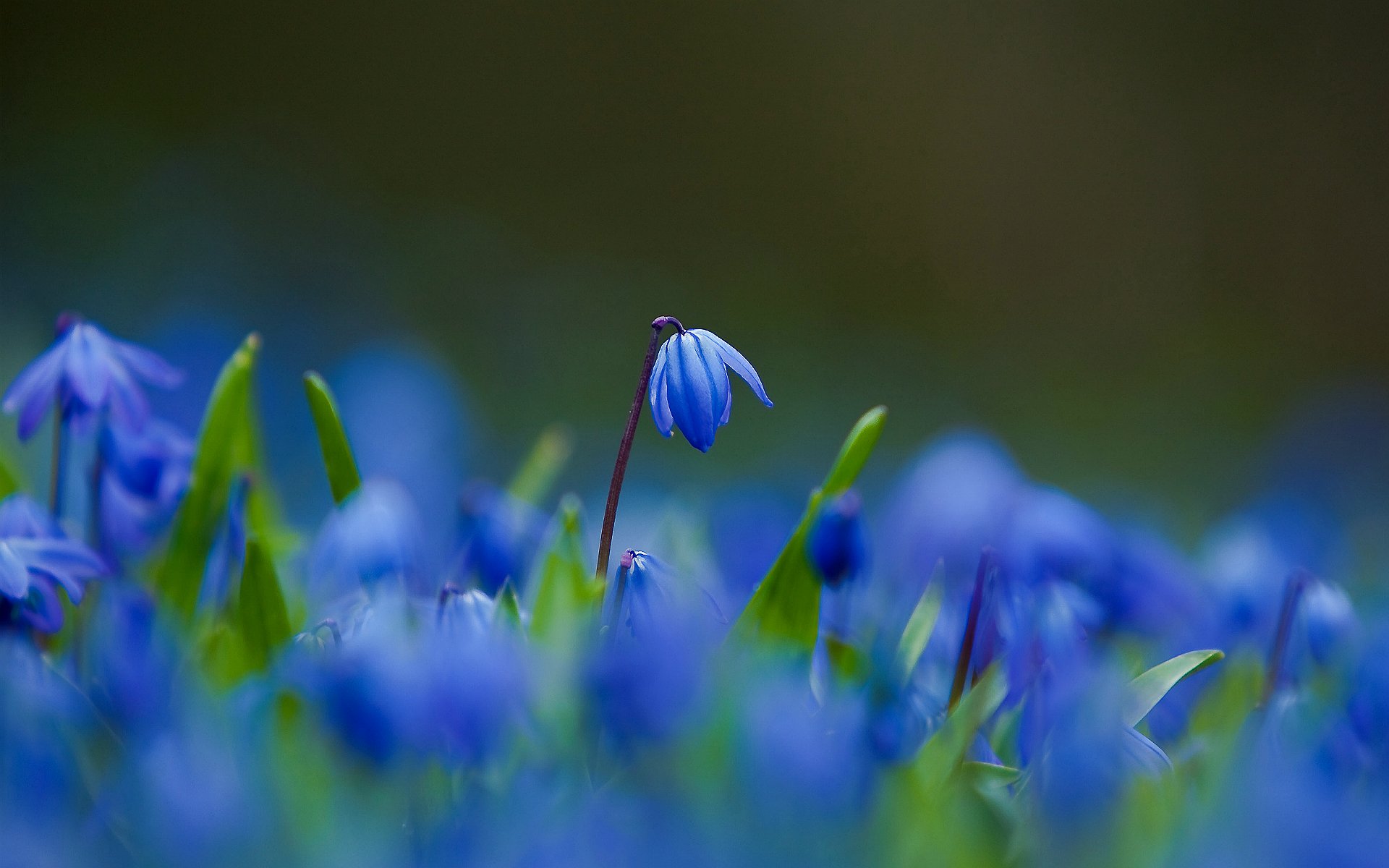 fiori foglie blu petali macro sfocatura