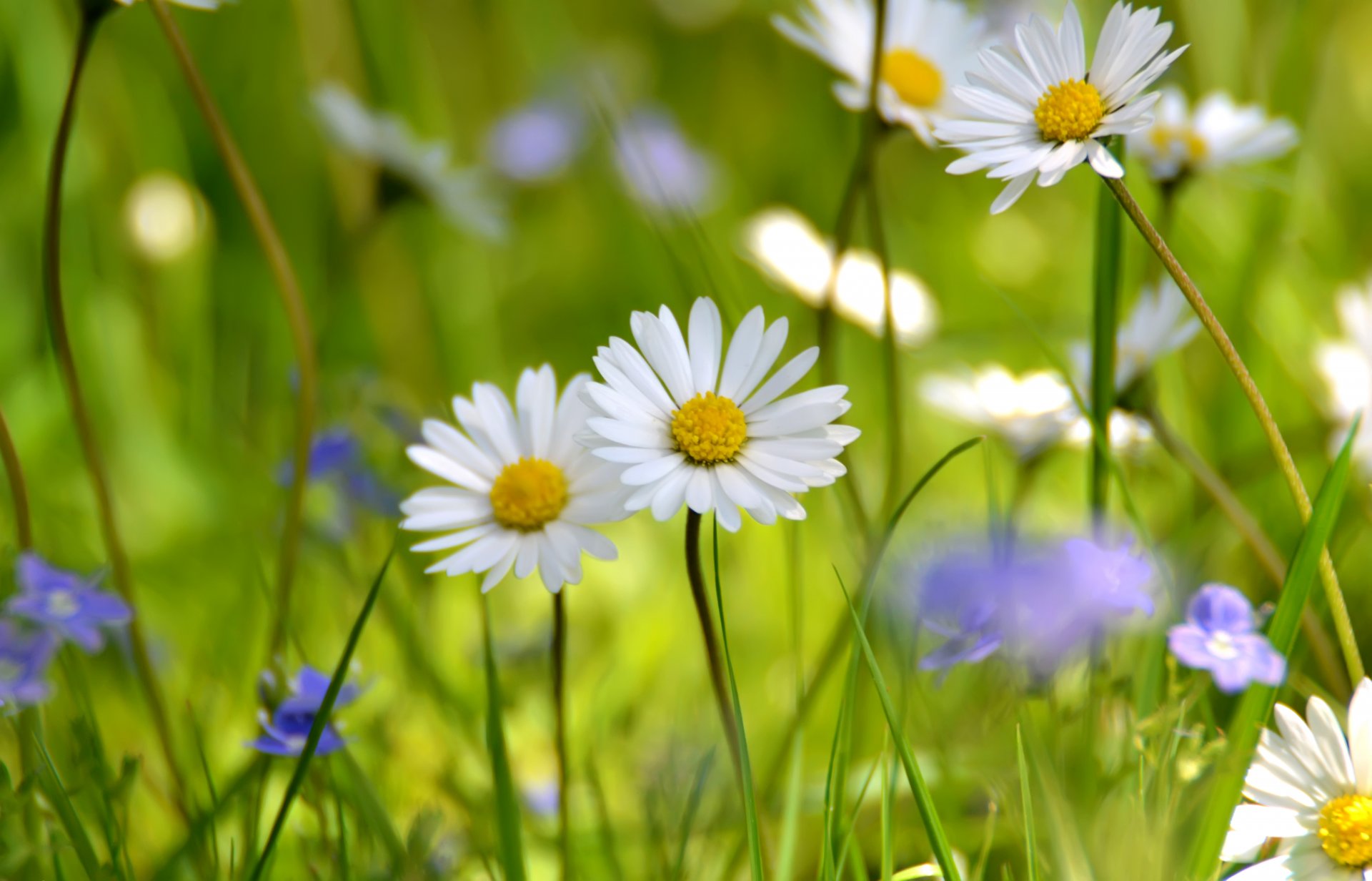 verano campo prado margaritas flores silvestres blanco