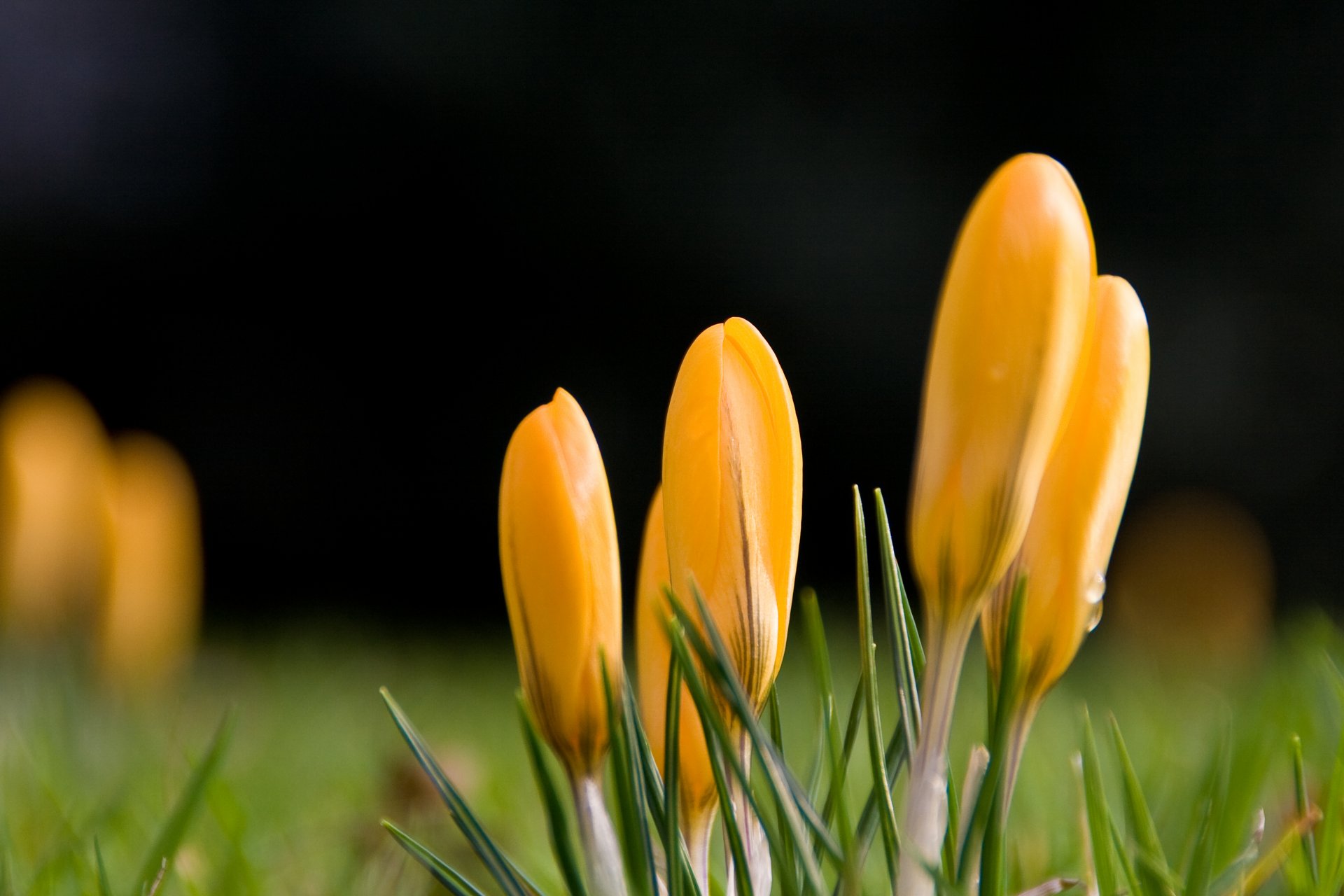 flores azafranes gotas primavera