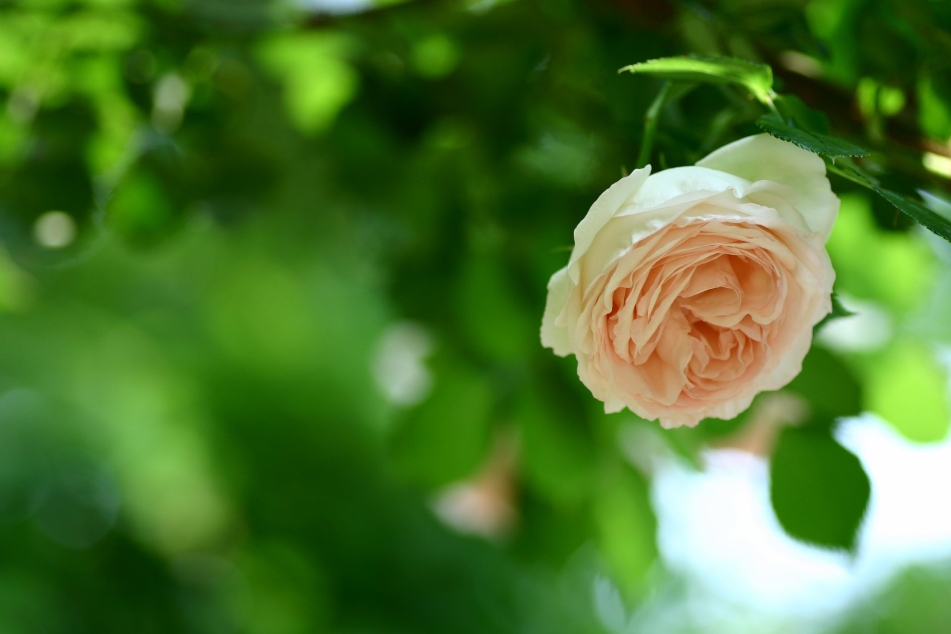 rose peach color bud petals flower stem leaves foliage green greenery blurriness nature