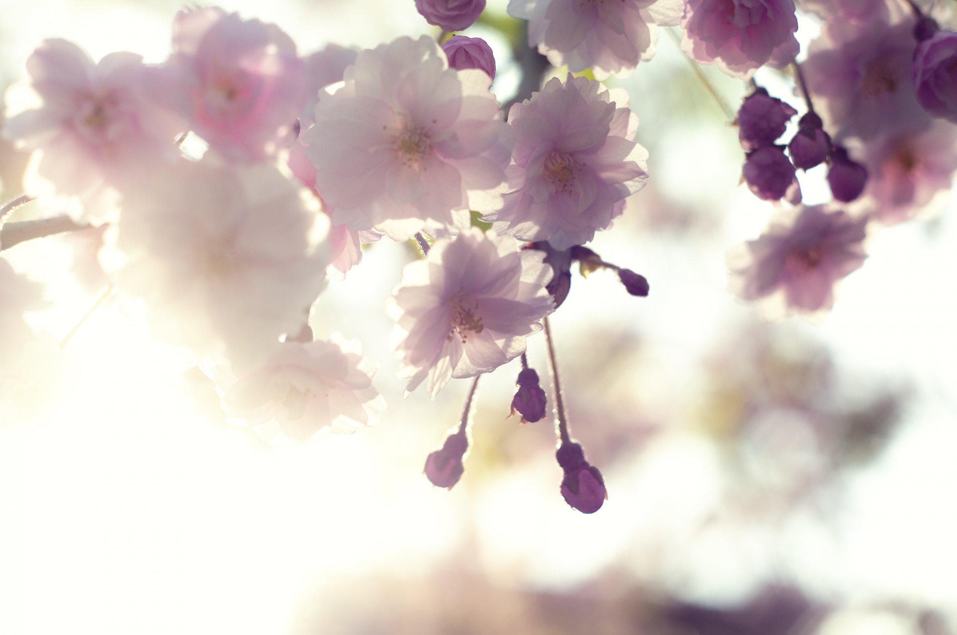 akura cherry bloom branch flower white pink petals light sky spring tender close up