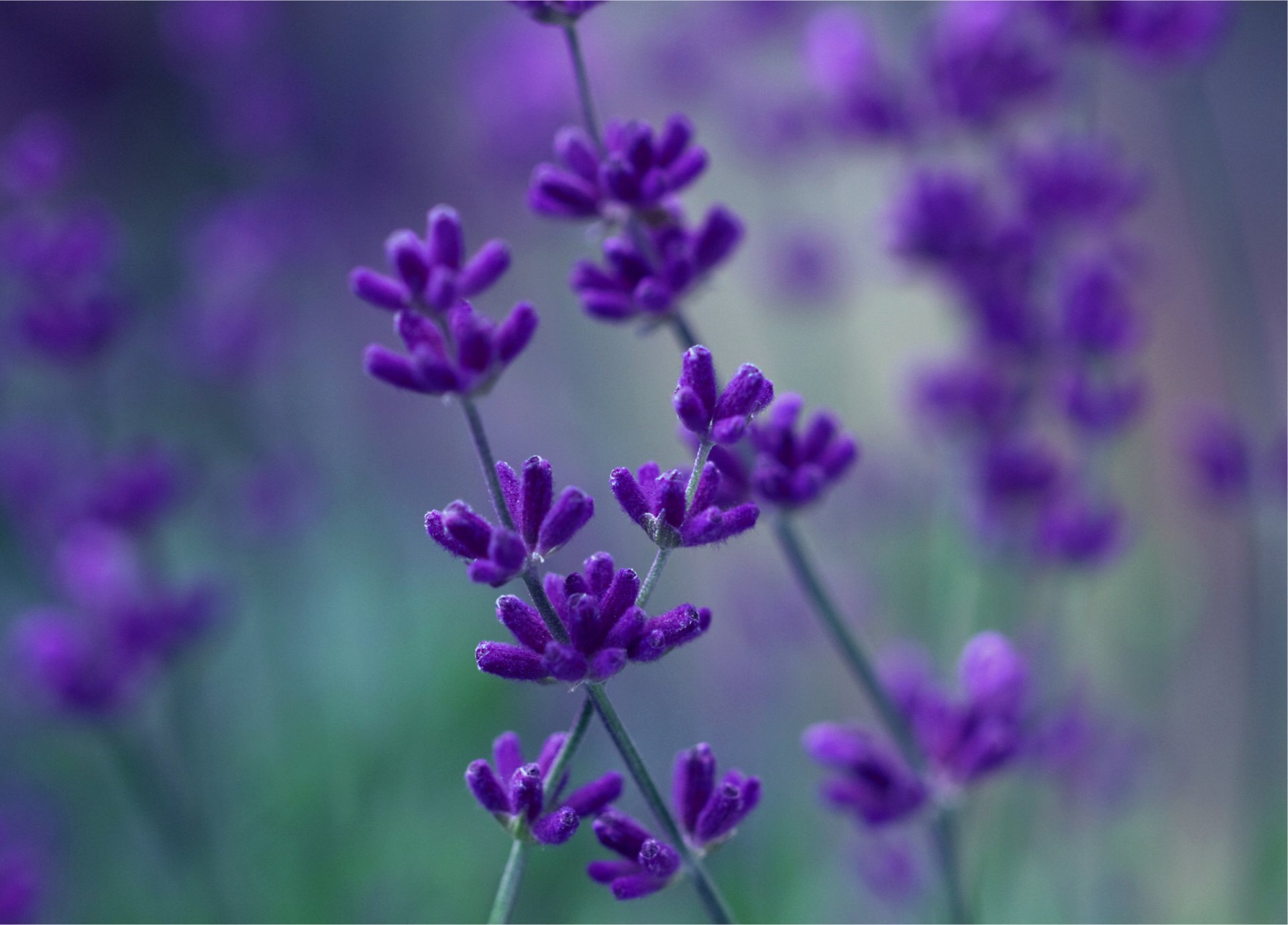 lavande lilas violet fleurs gros plan flou