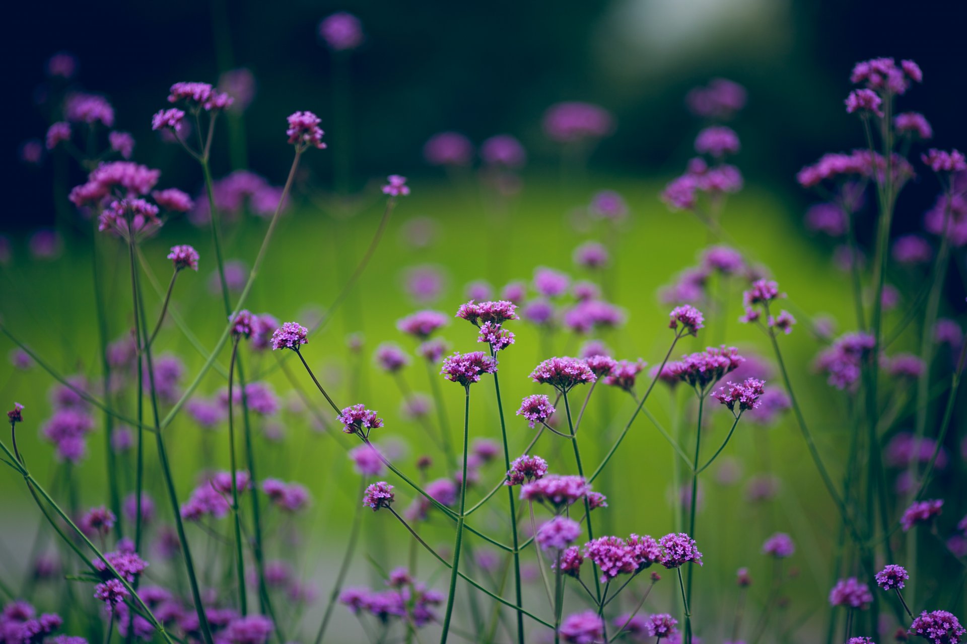 fleurs verdure flou nature plantes