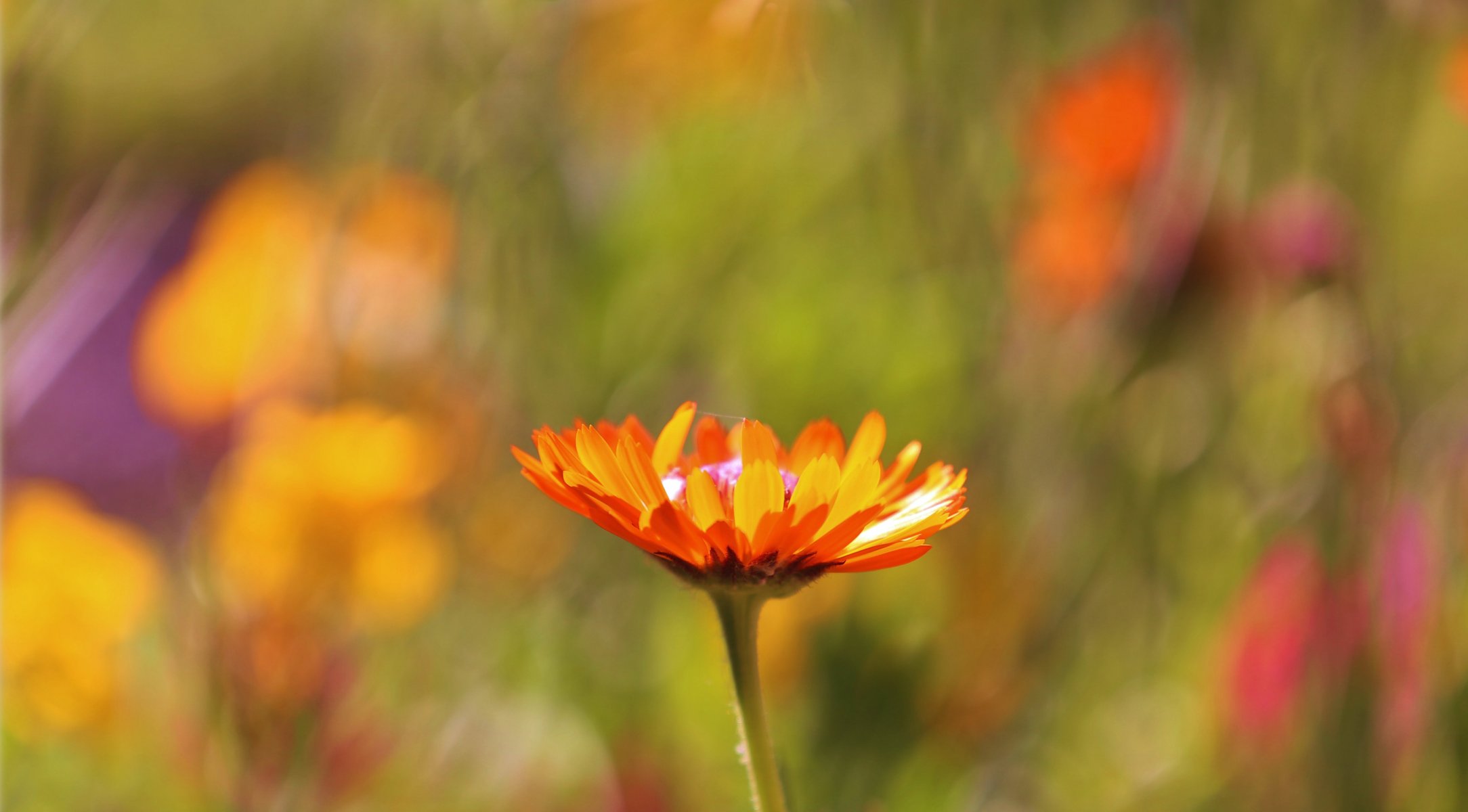 orange fleur champ macro flou mise au point