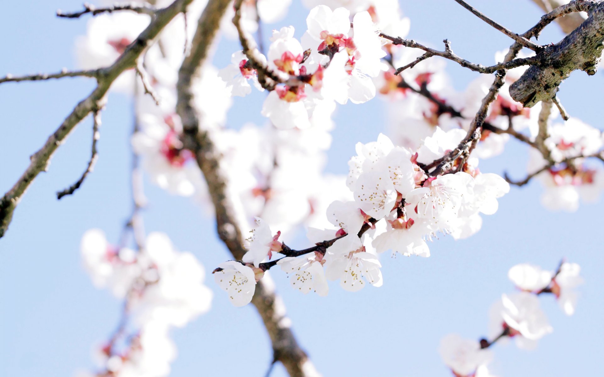 pring spring tree flower