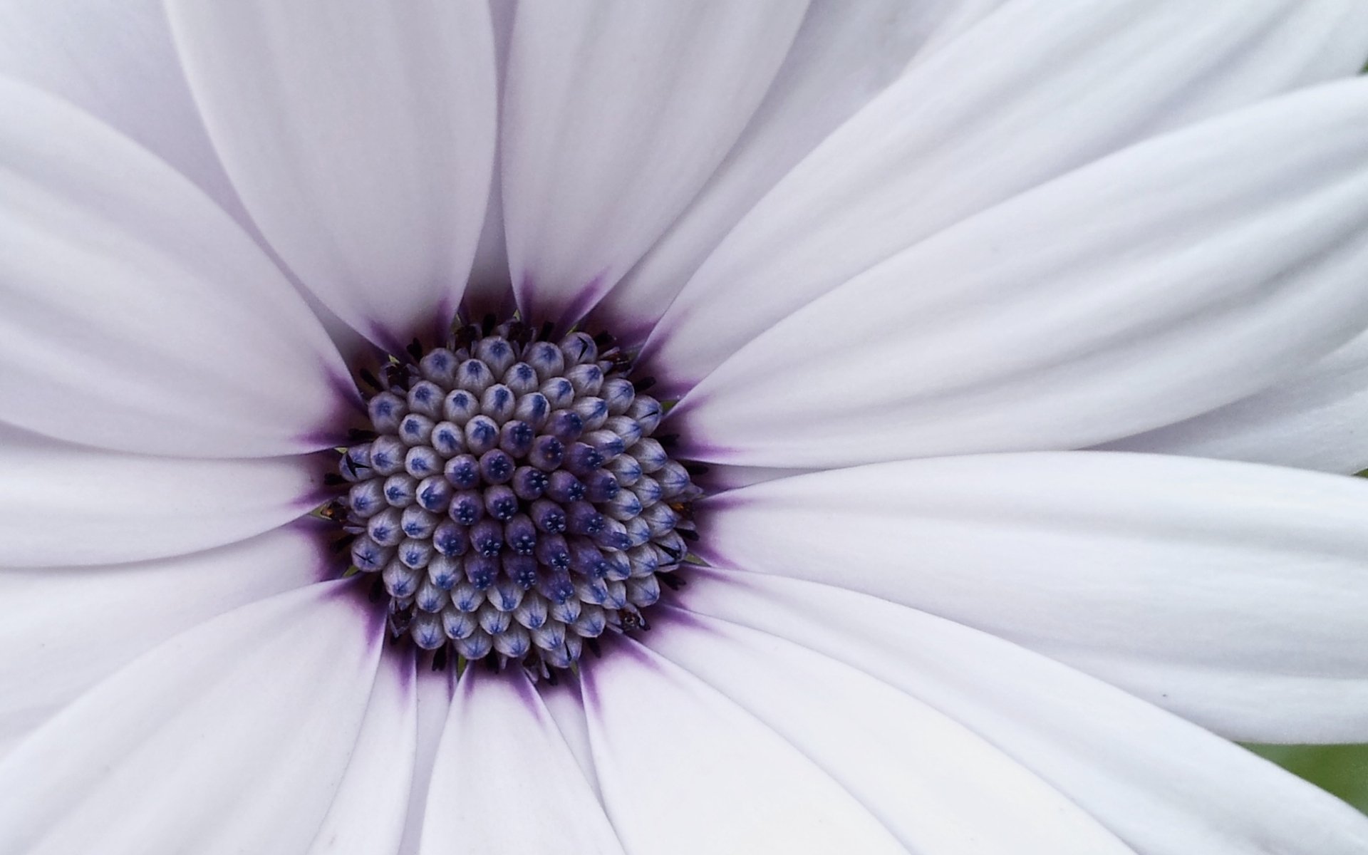 flower petals close up