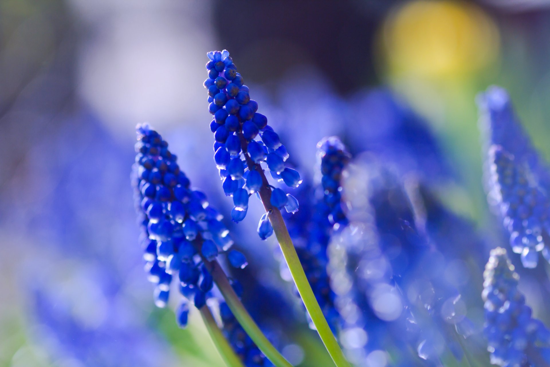 muscari blue the field close up blur