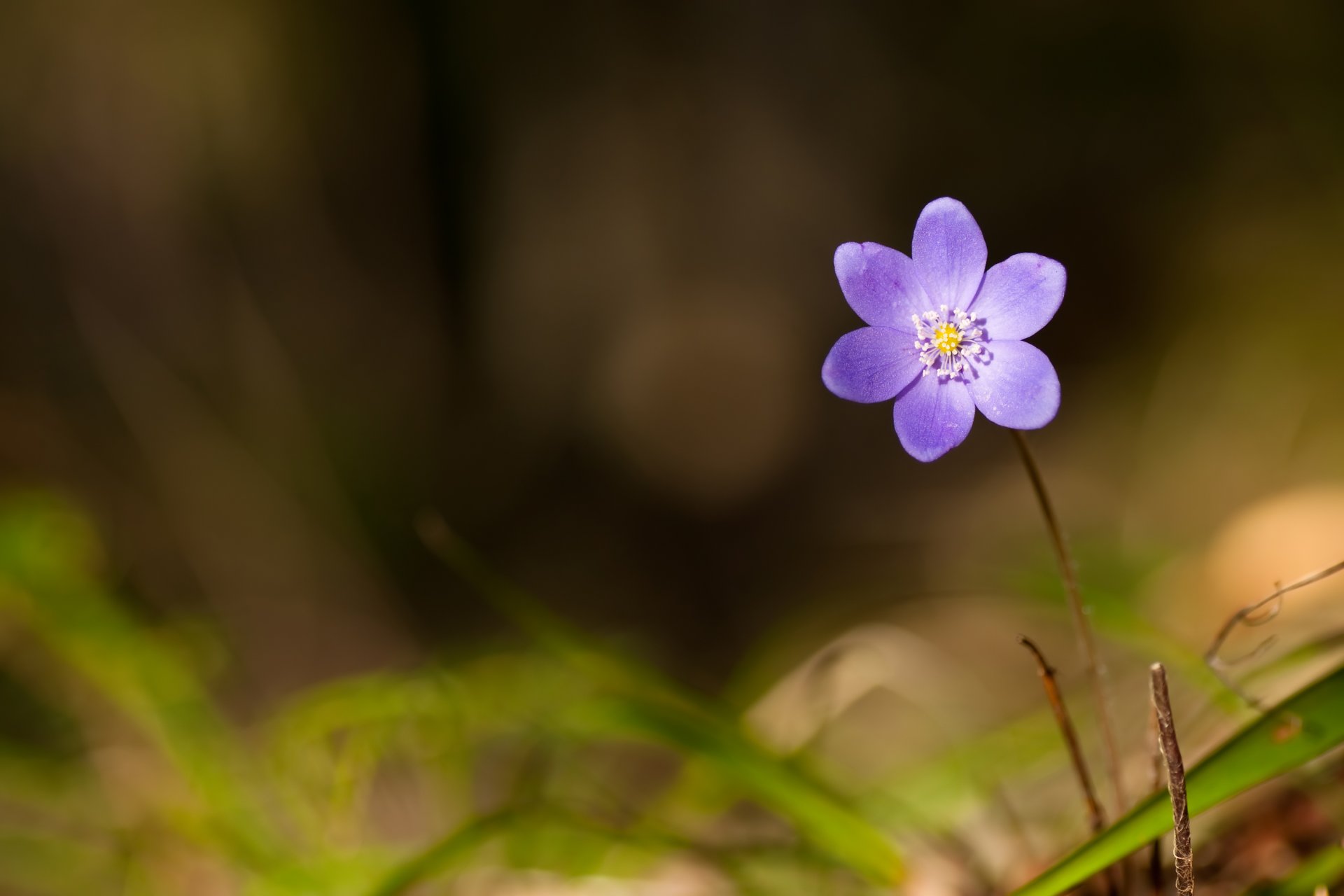 veilchen wald frühling