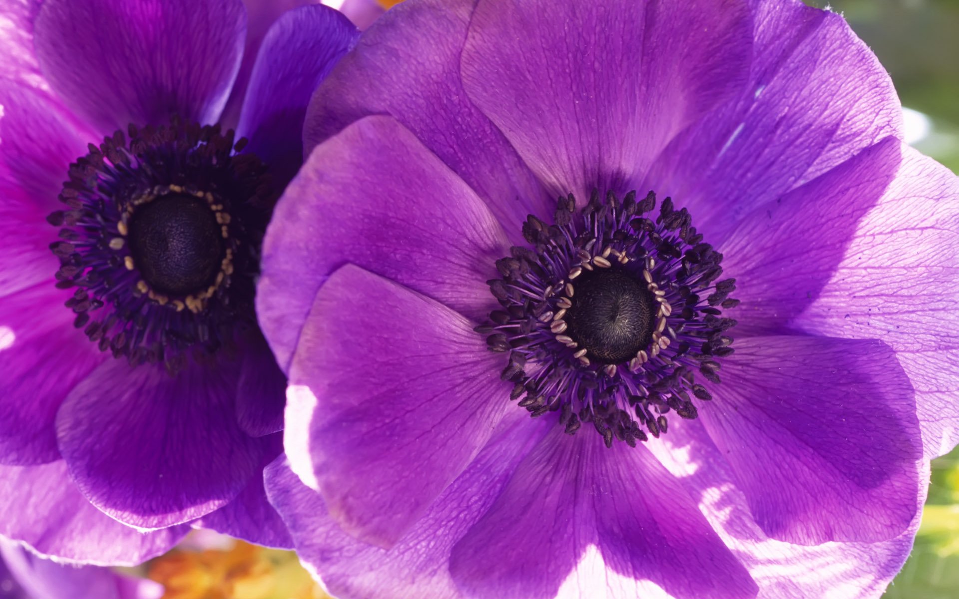 amapolas flores macro flor púrpura pétalos dos