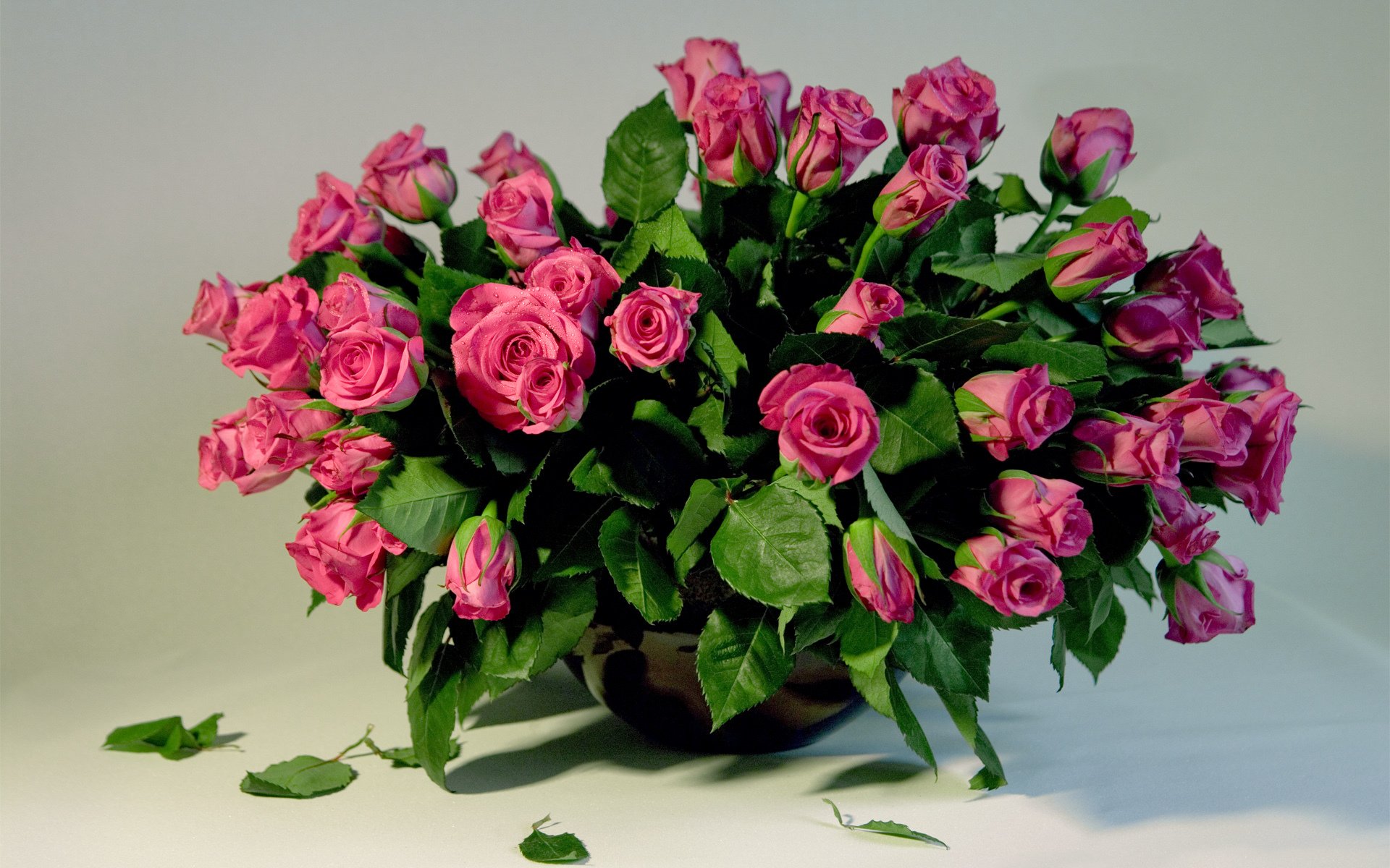 roses beautiful rose pink bouquet huge flowers flower nature buds petals beauty beautiful love feelings holiday