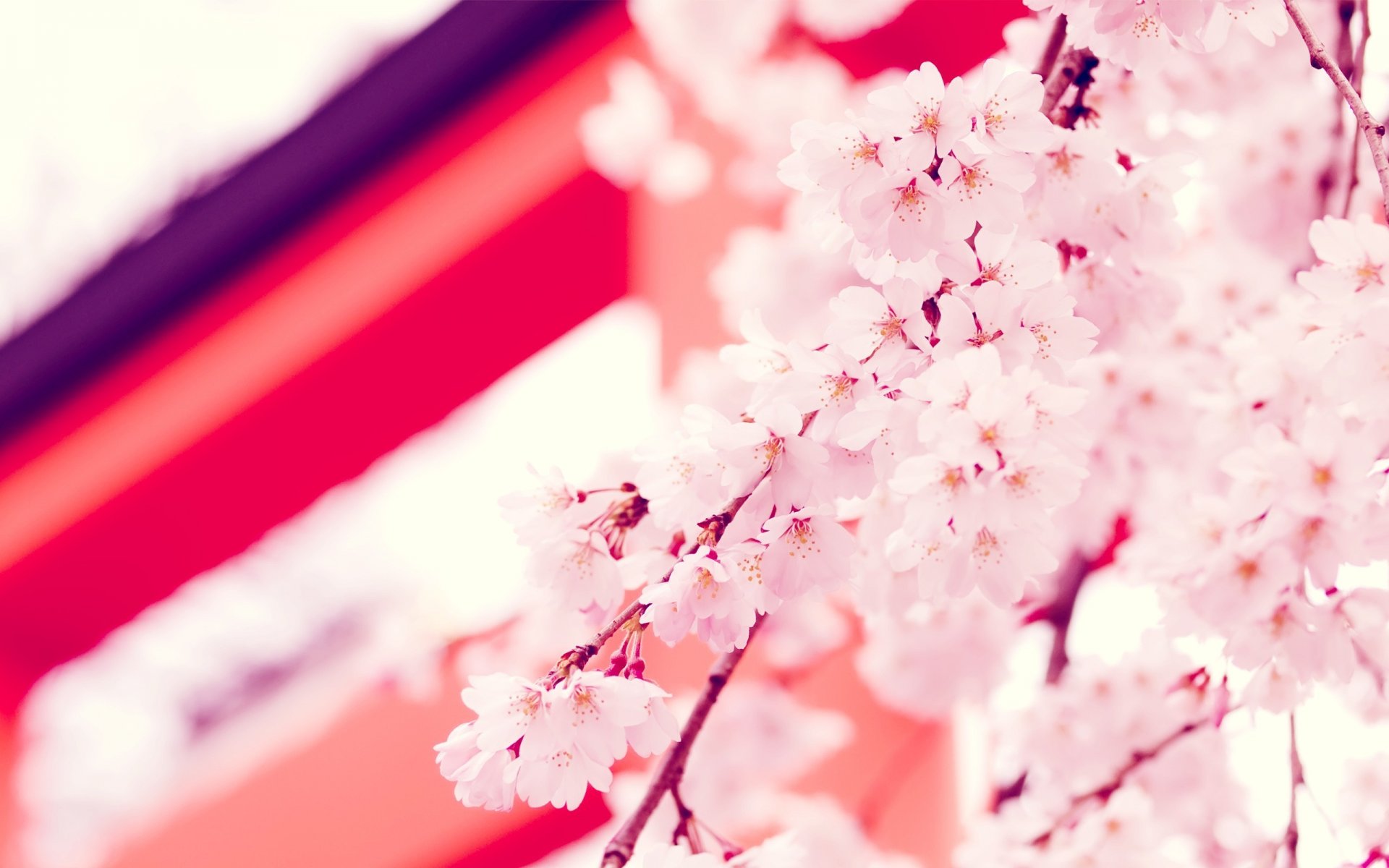 japan flowers sakura twigs flower wallpaper