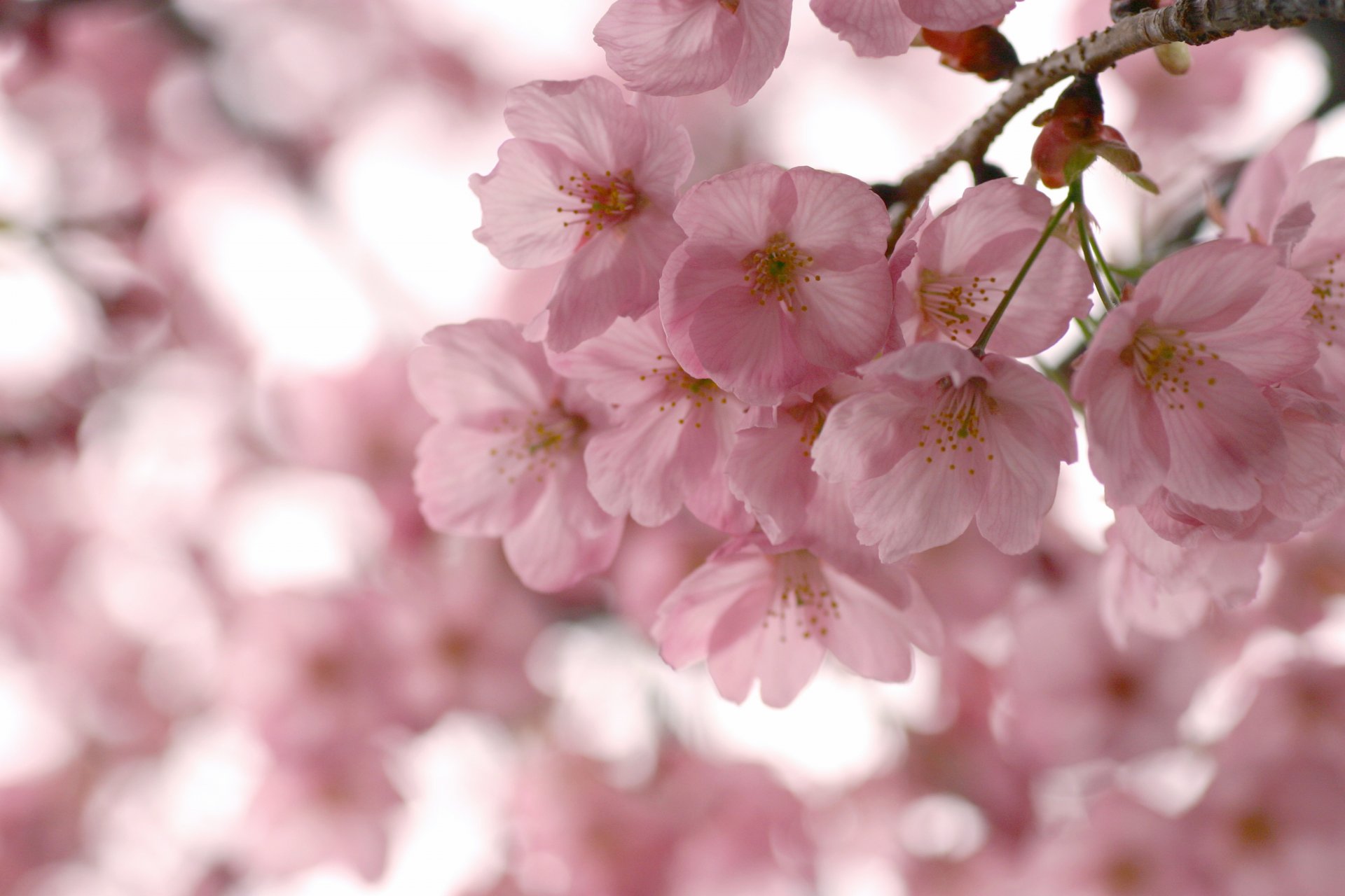 floraison printemps sakura rose fleurs pétales branches branches arbres ciel gros plan