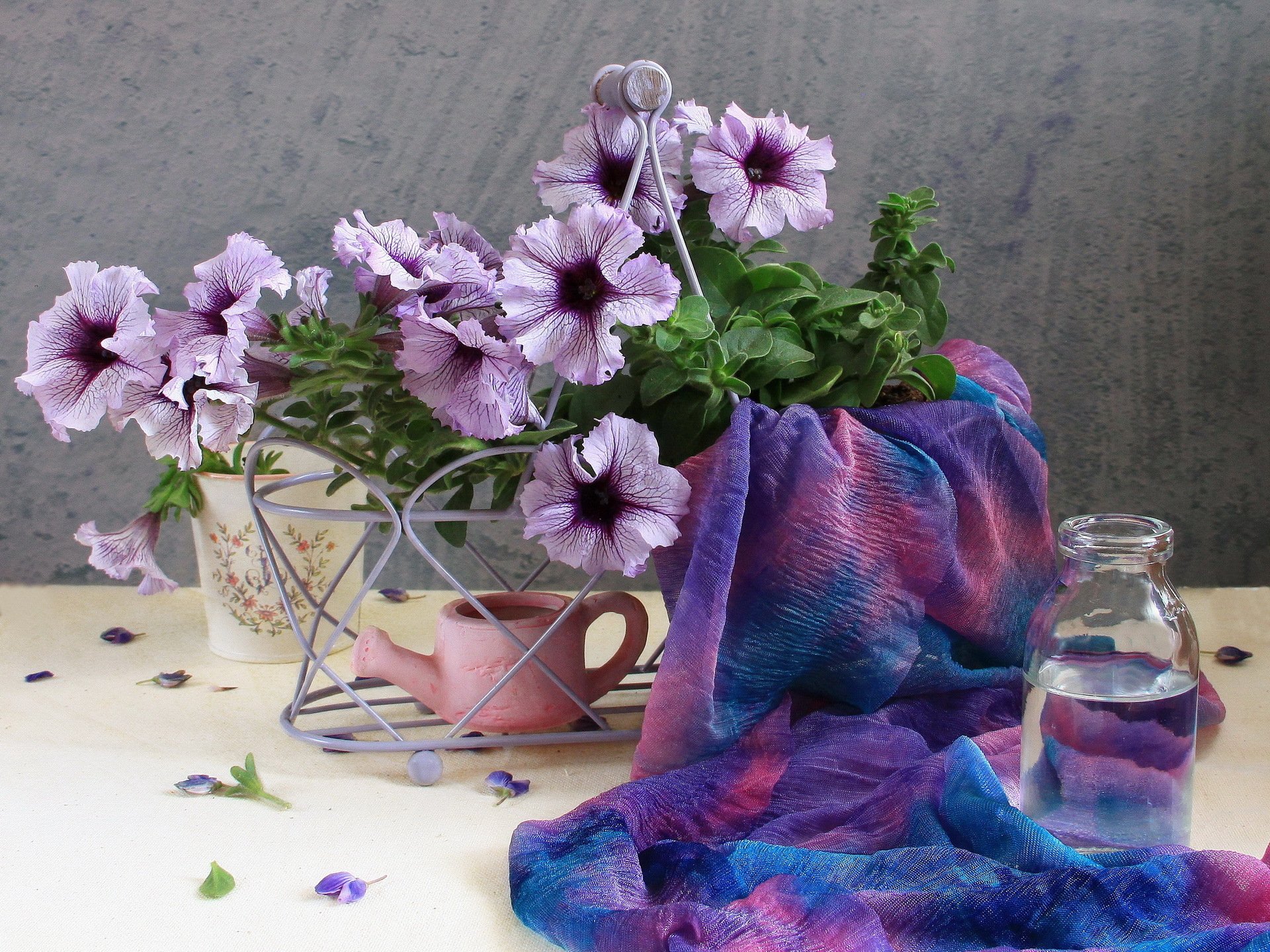 petunia petunias flores hermoso delicado jardín campo ramo lila primavera verano ternura suave hermoso belleza flores flor pétalos naturaleza agua regadera botella tela