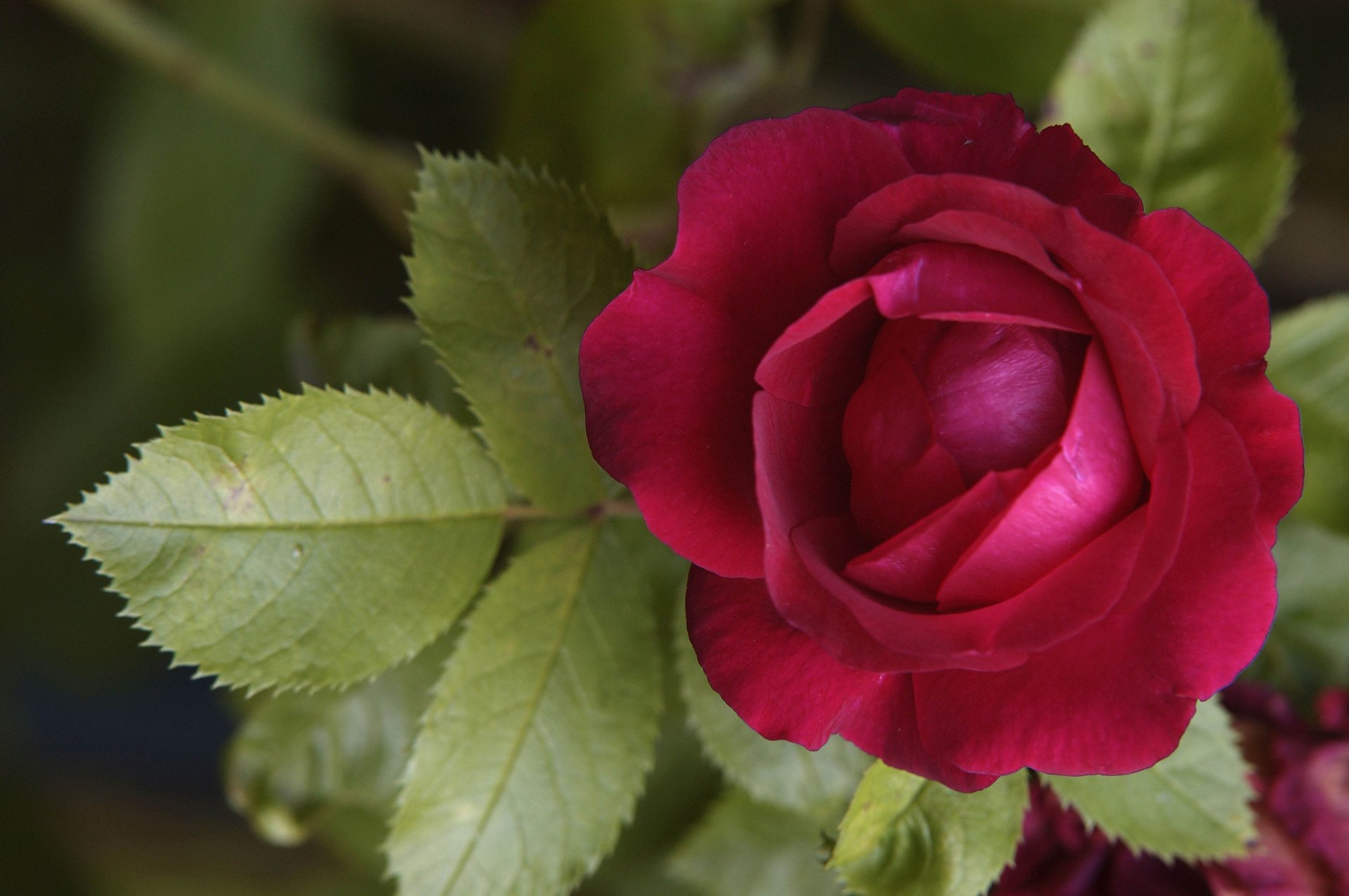 fiore rosa rosso foglie petali