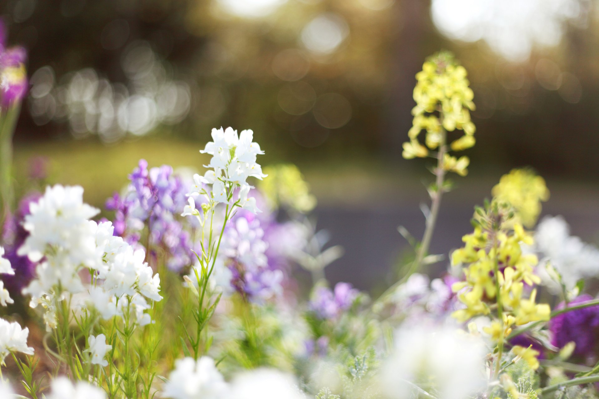 fleurs blanc lilas jaune lumineux plantes herbe clairière floraison printemps lumière éblouissement flou nature