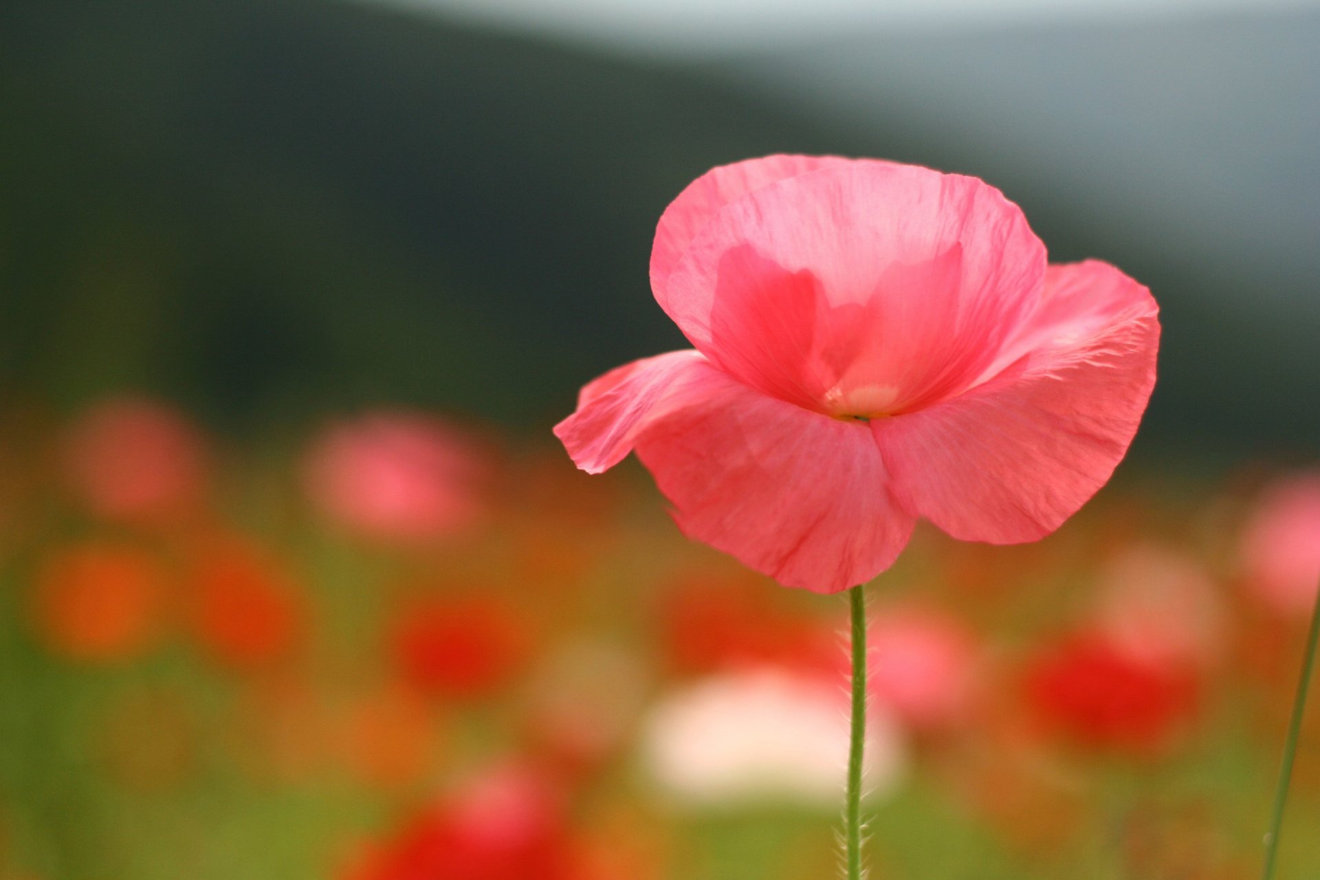 coquelicot fleur rose pétales champ clairière été gros plan