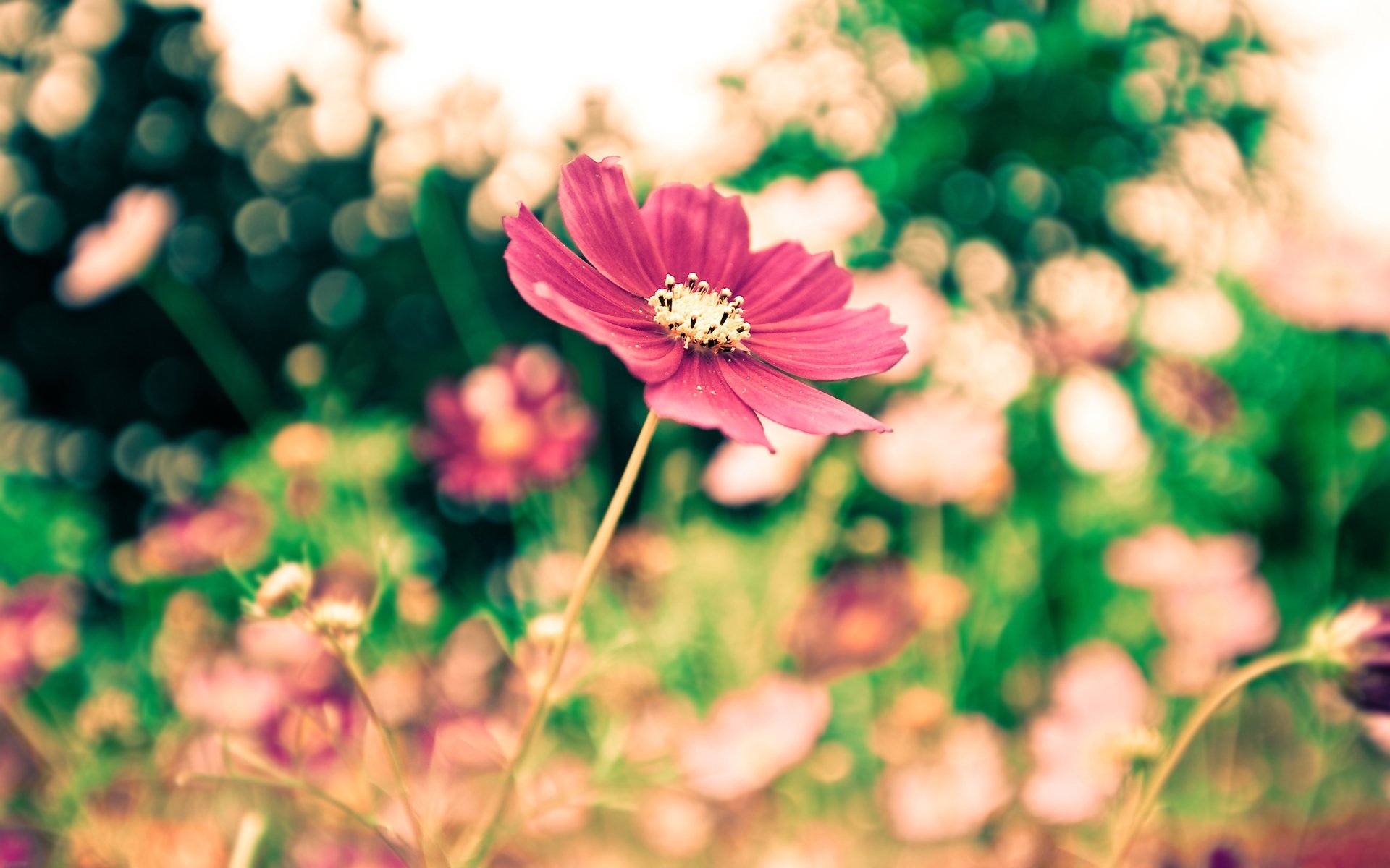 sfocatura multicolore fioritura fiori macro erba natura verde foglie petali messa a fuoco foresta parco freschezza silenzio umore estate primavera bokeh bellezza sfondi widescreen sfondi widescreen sfondi widescreen fiori bokeh