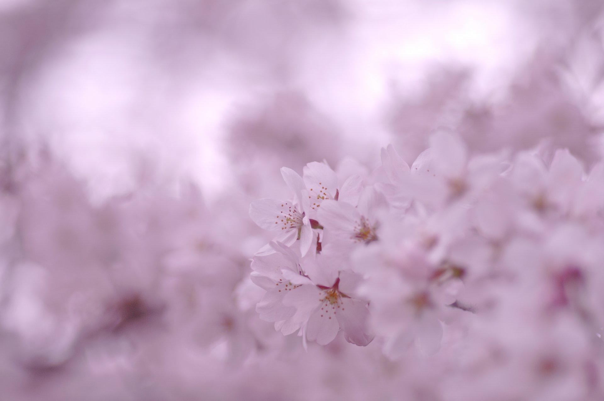 sakura fleurs floraison pétales branches printemps rose couleur flou macro