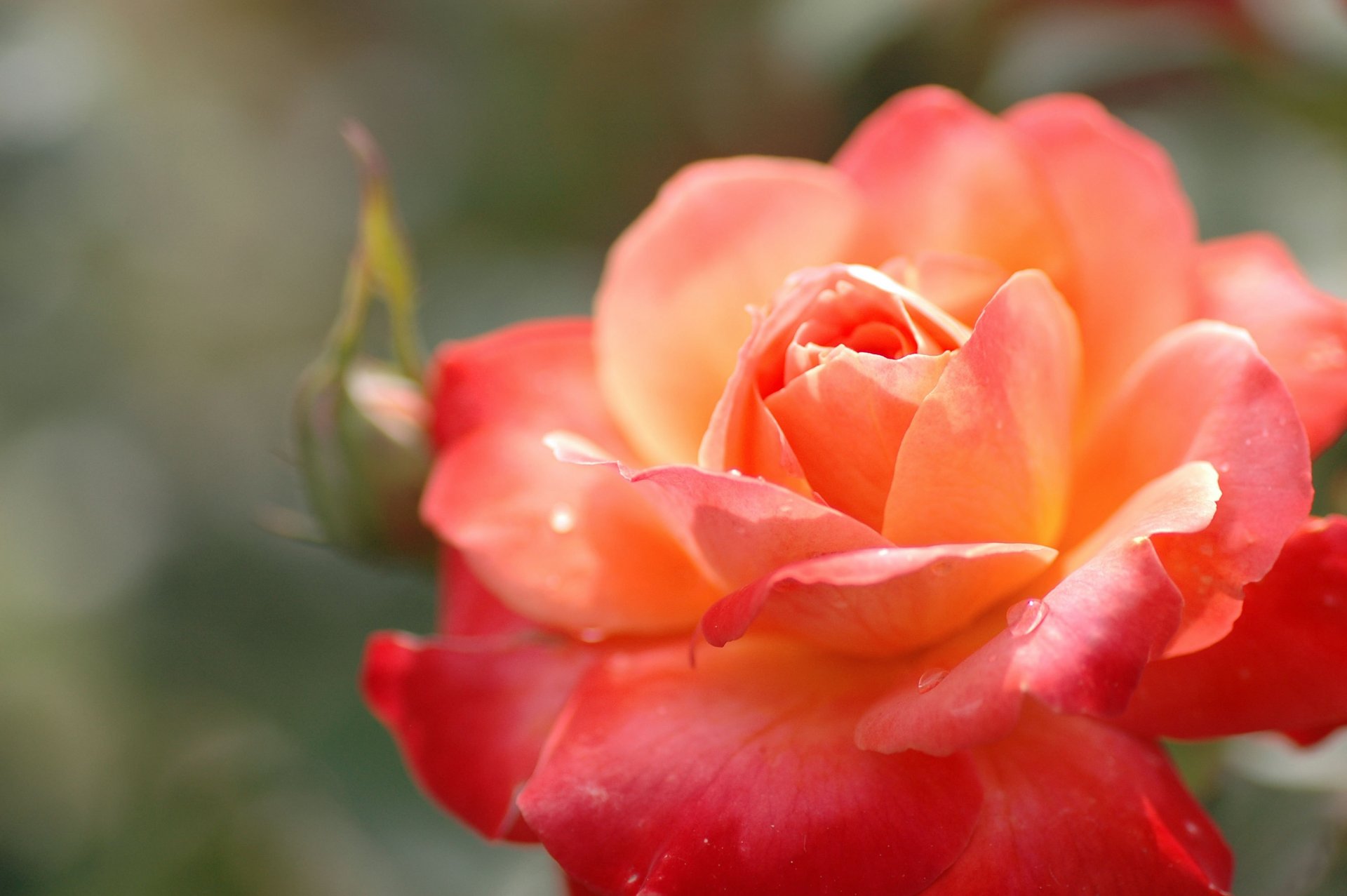 rose orange rot hell knospe blume blütenblätter tropfen pflanze makro farbe