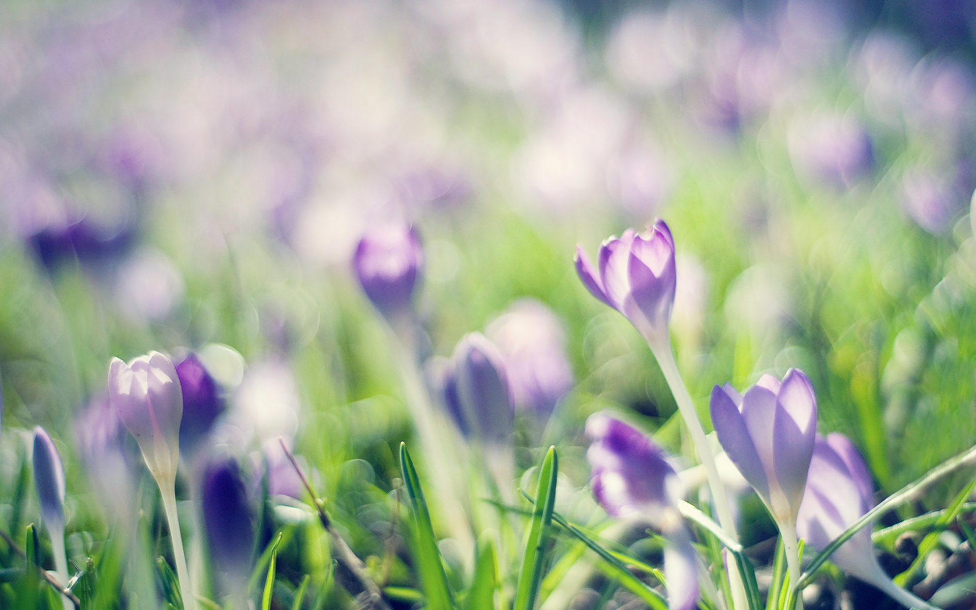 krokusse frühling flieder