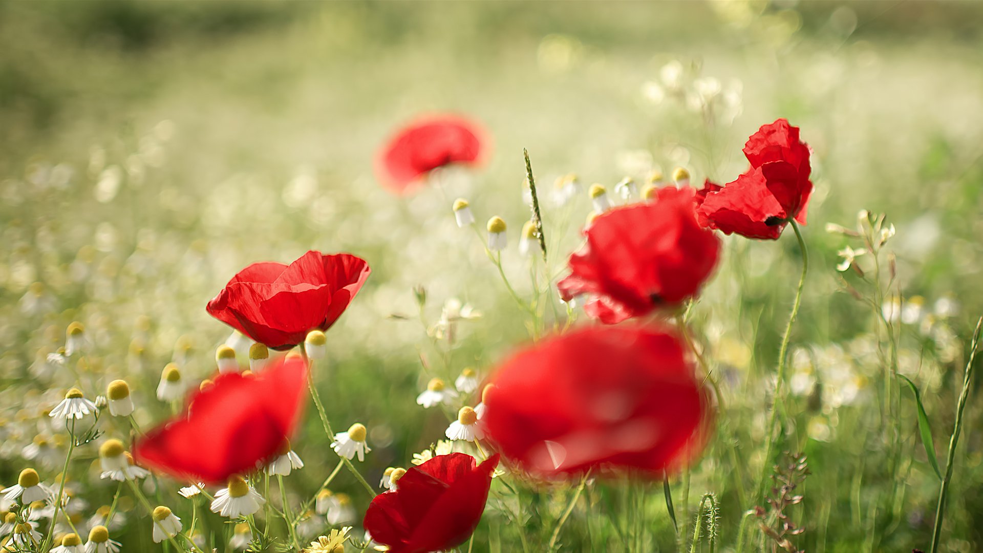 coquelicots marguerites été nature flou bokeh