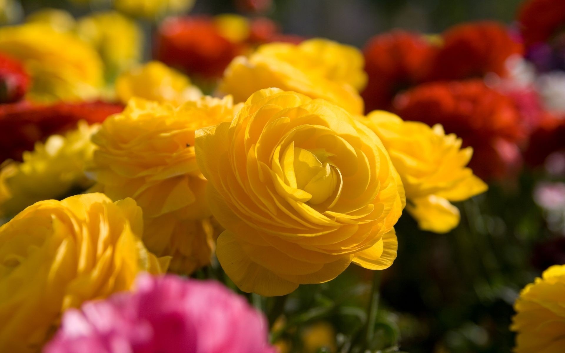 rosas flores amarillo varios ramo macro