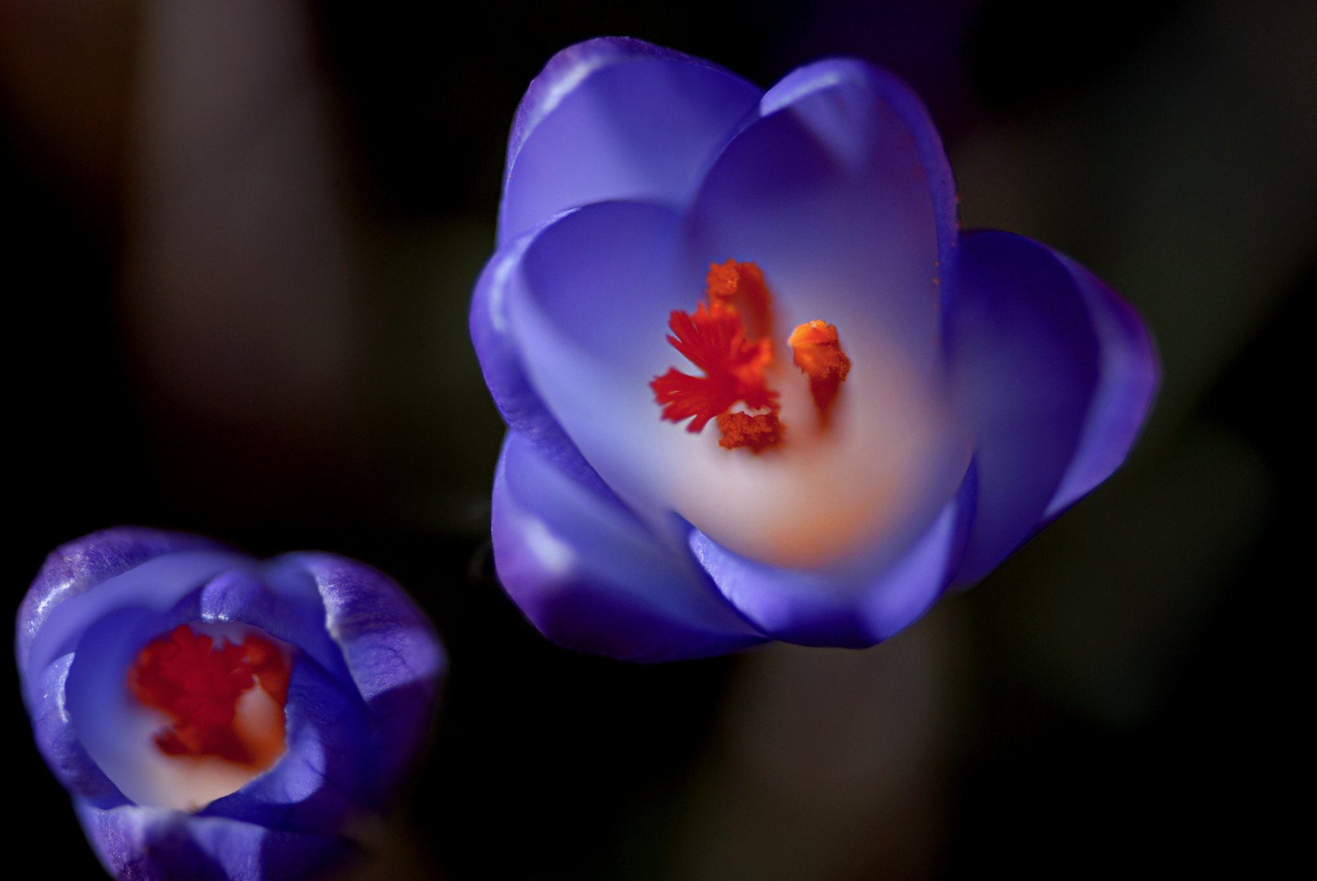 krokusse blau makro unschärfe