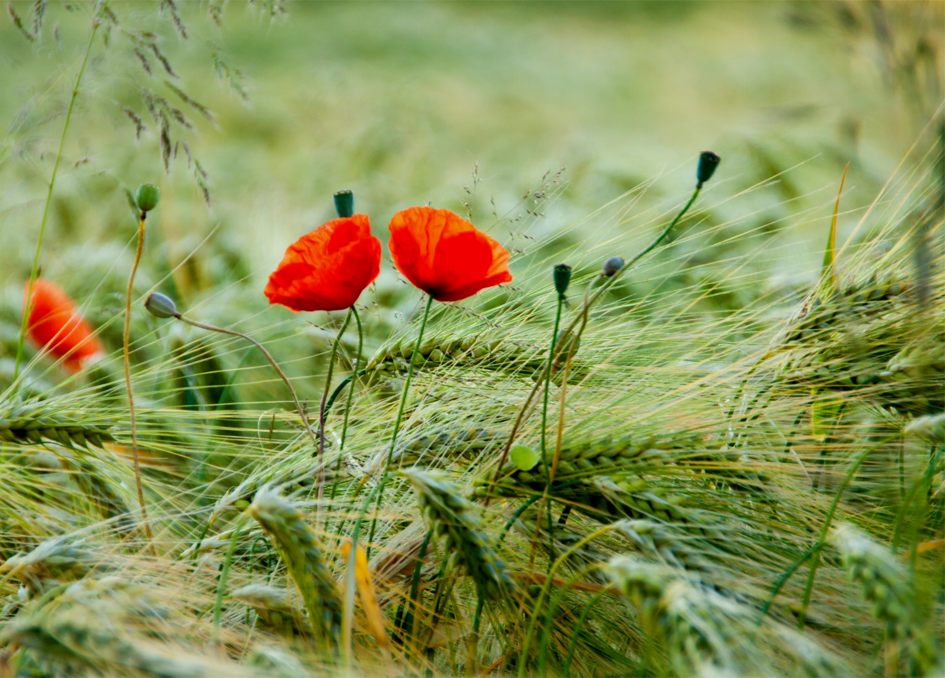 amapolas rojo pétalos flores brotes campo espiguillas macro desenfoque