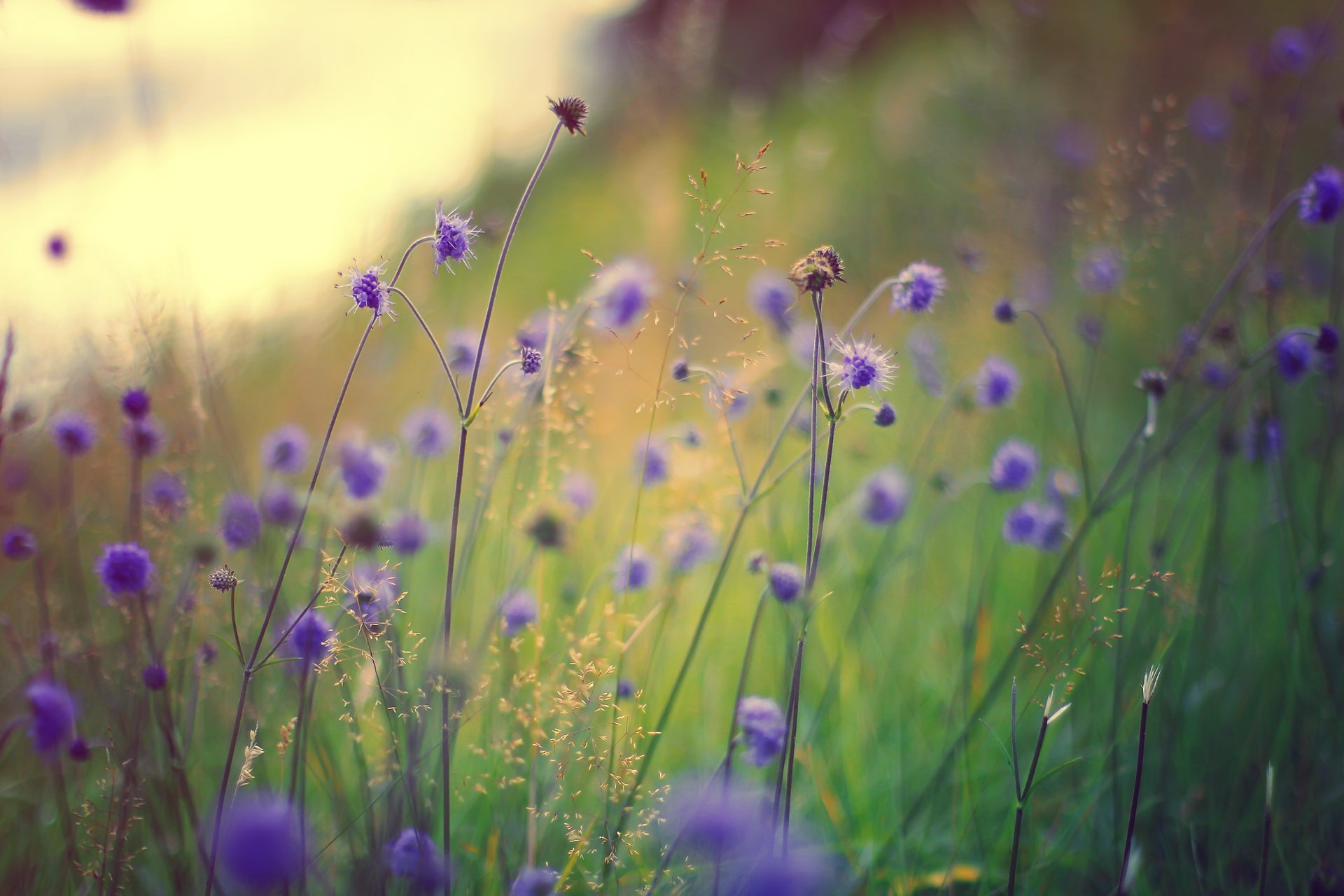 gros plan fleurs champ lilas herbe