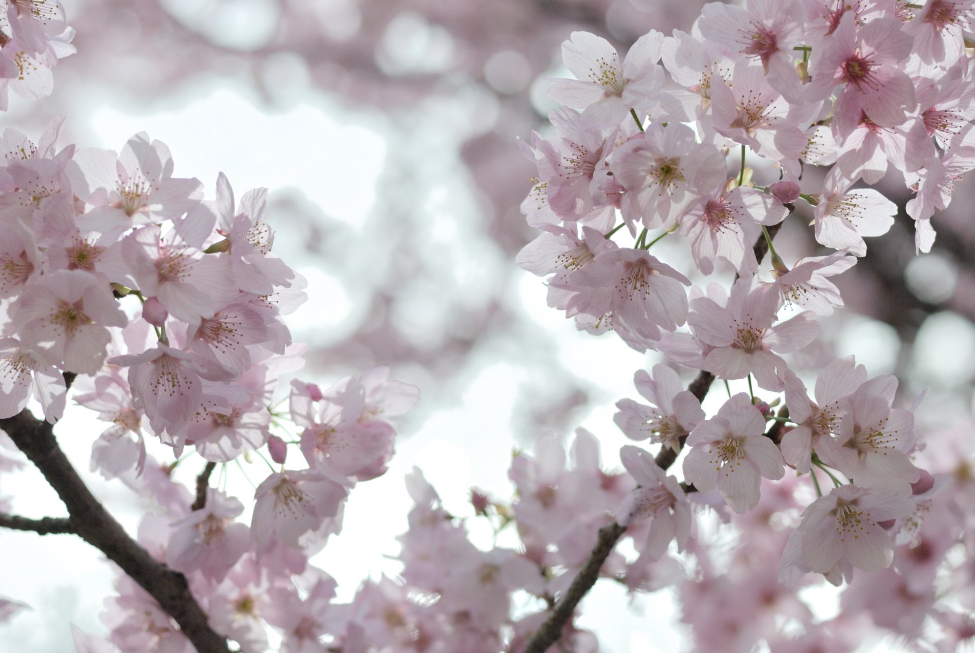 kwitnienie kwiaty sakura wiśnia biały różowy płatki gałęzie gałęzie drzewa światło niebo wiosna czułość lekkość makro