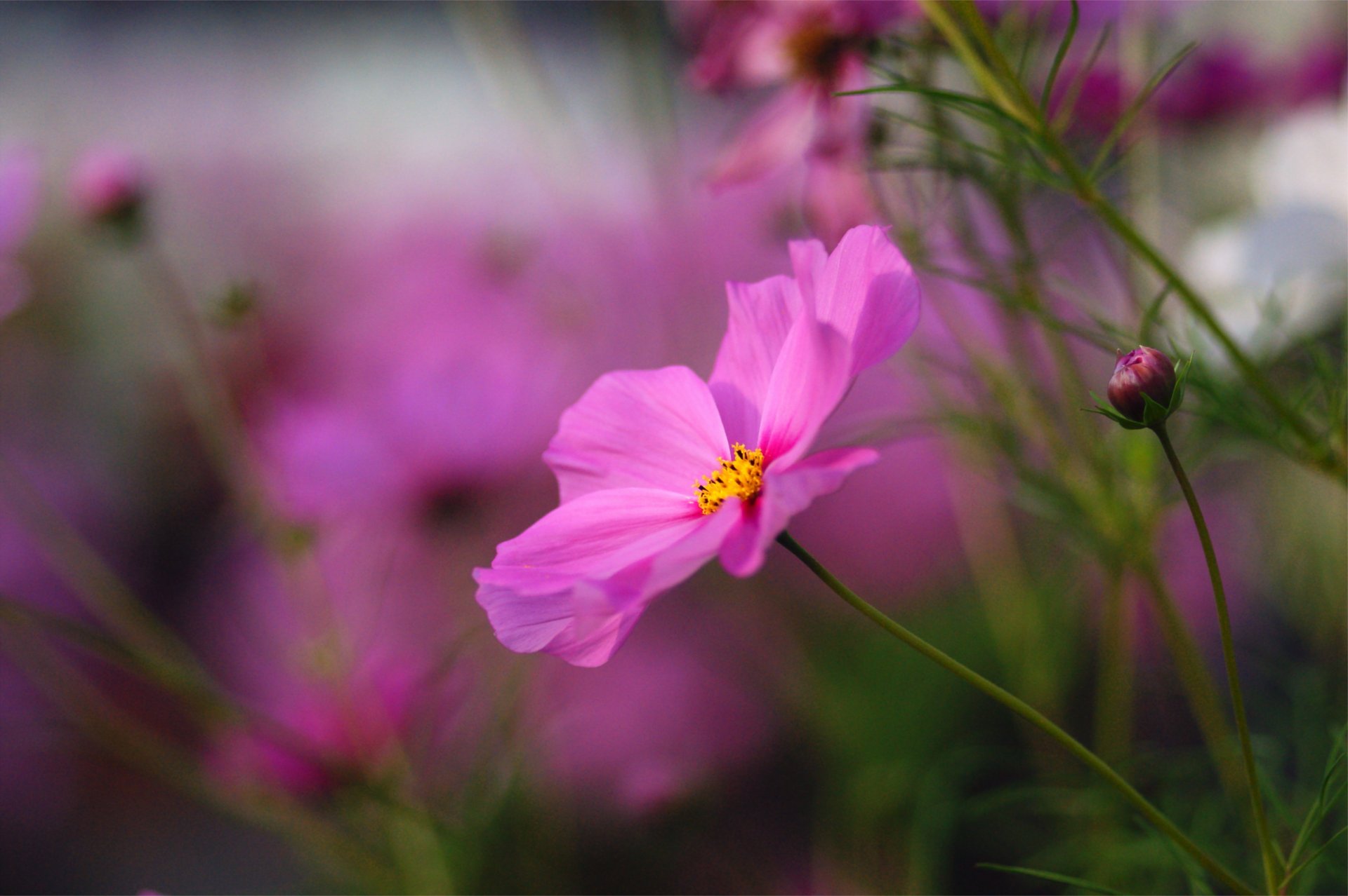 cosmea rosa luminoso fiore fiori boccioli macro sfocatura