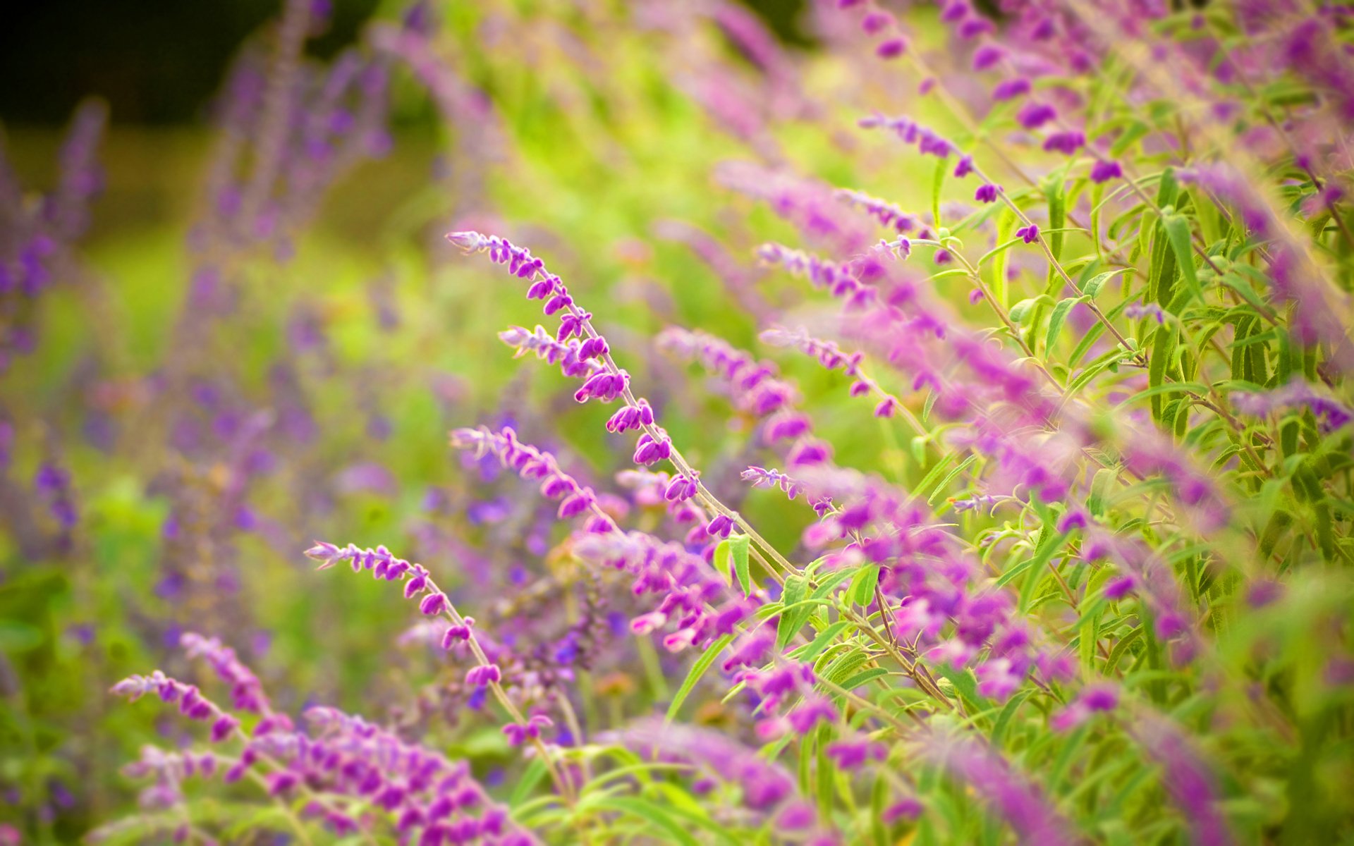 flowers macro grass nature greenery leaves petals focus forest park freshness silence mood summer spring bokeh beauty widescreen wallpaper widescreen wallpaper widescreen wallpaper bokeh flowers sage