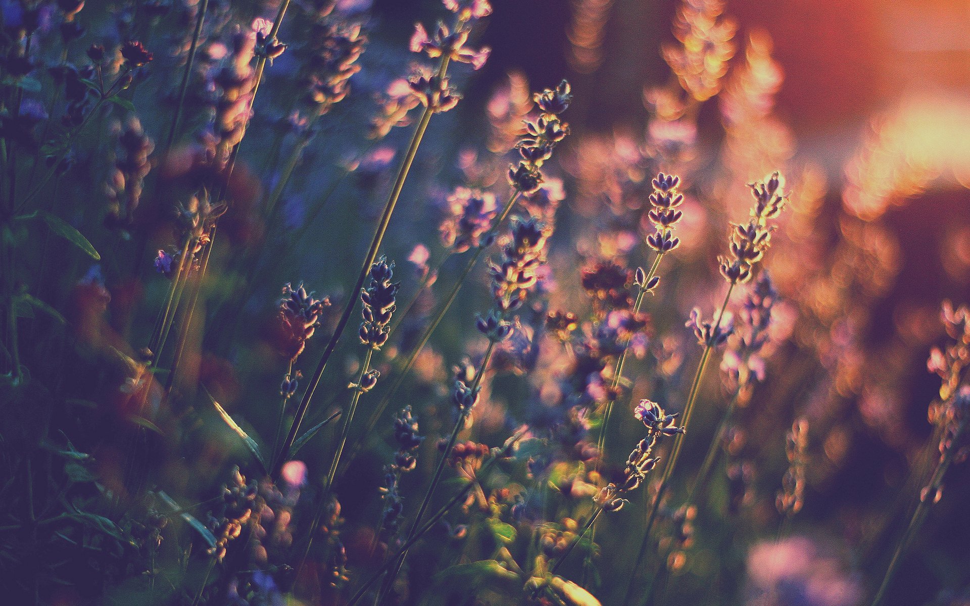 flores lavanda luz calor bokeh