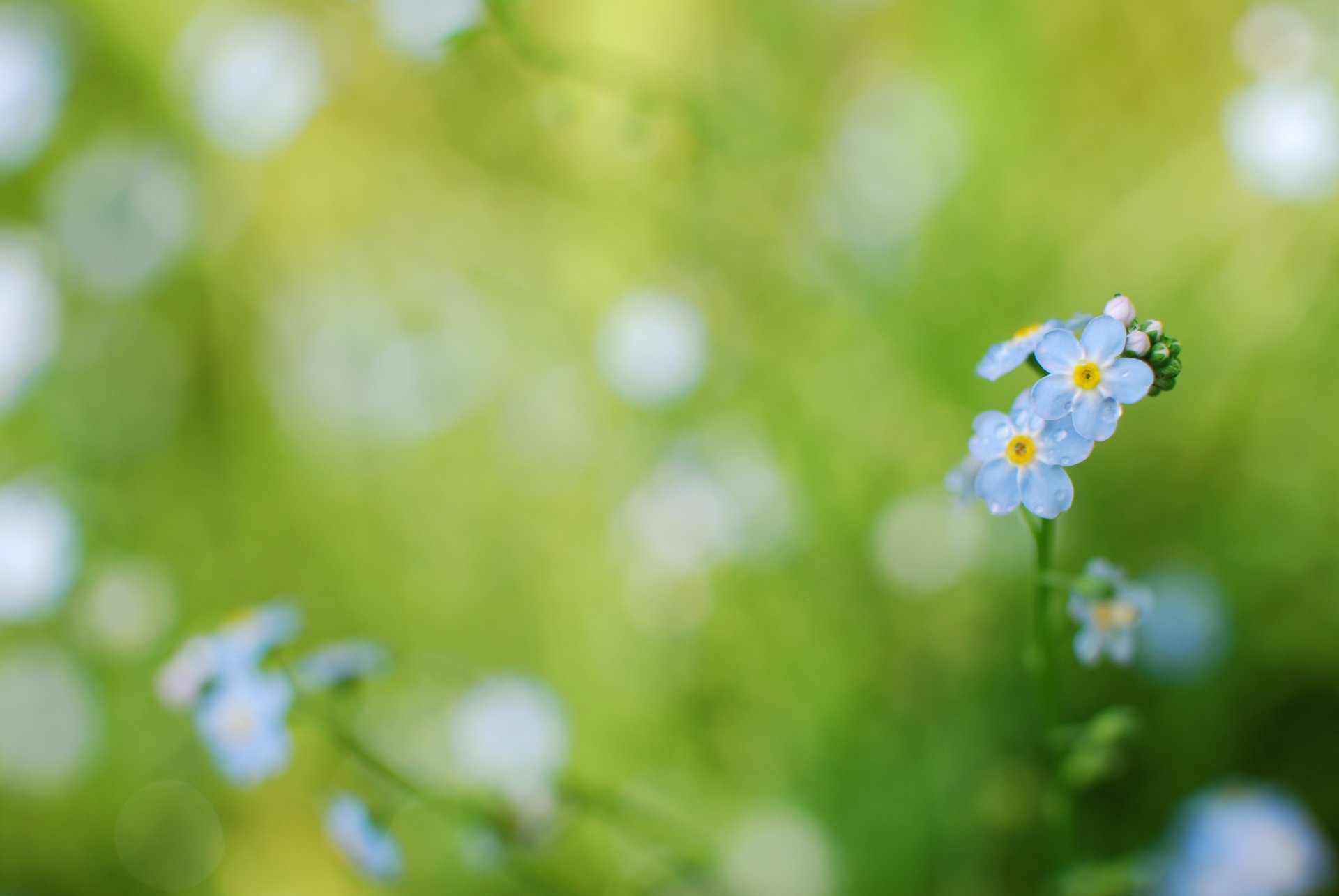 niezapominajki niebieskie kwiaty rośliny trawa zieleń krople rosa woda wiosna delikatność kolor makro rozmycie ostrość