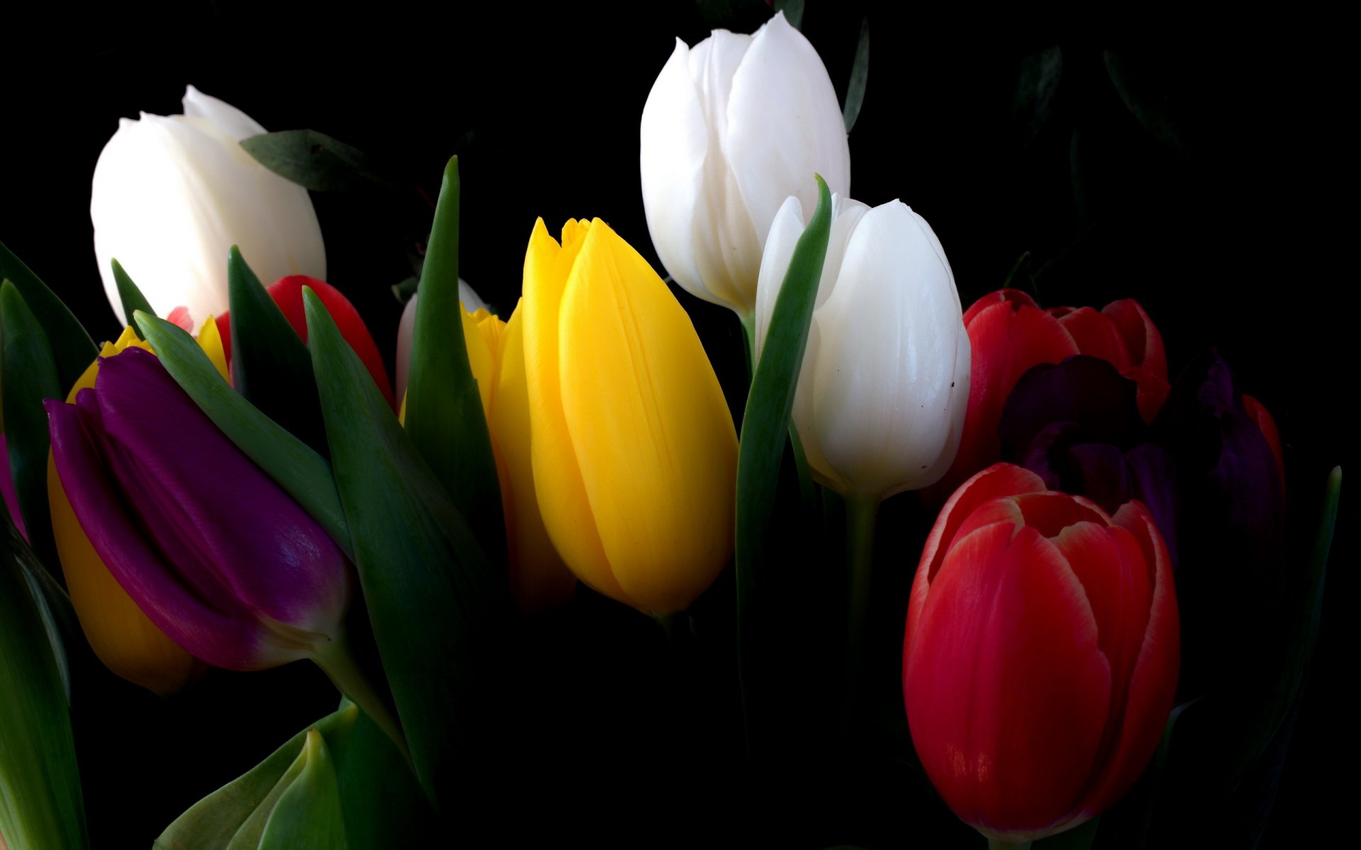 fiori tulipani bouquet