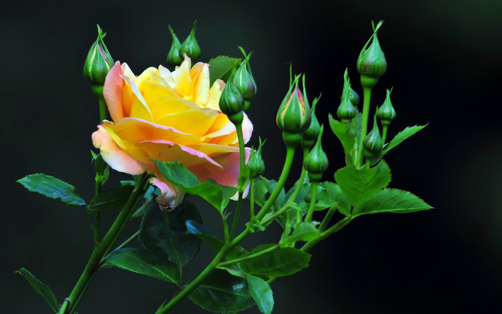 background rose petals buds the stem leave