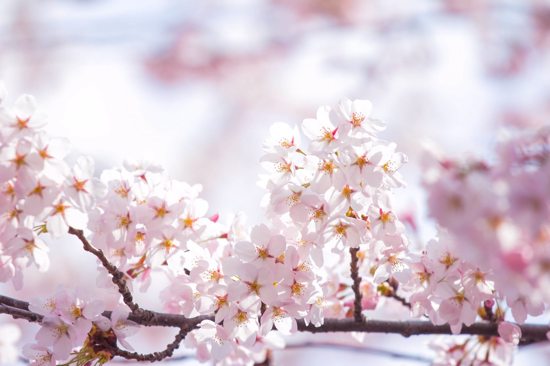 sakura flores rosa pétalos ramas cielo sol luz primavera floración