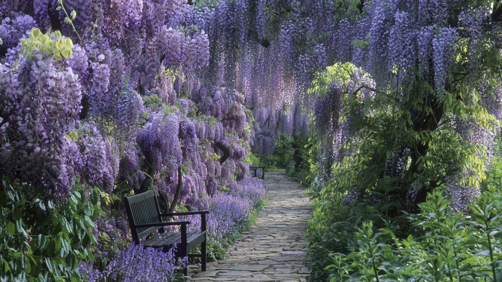 sentiero fiori arbusto panchina parco