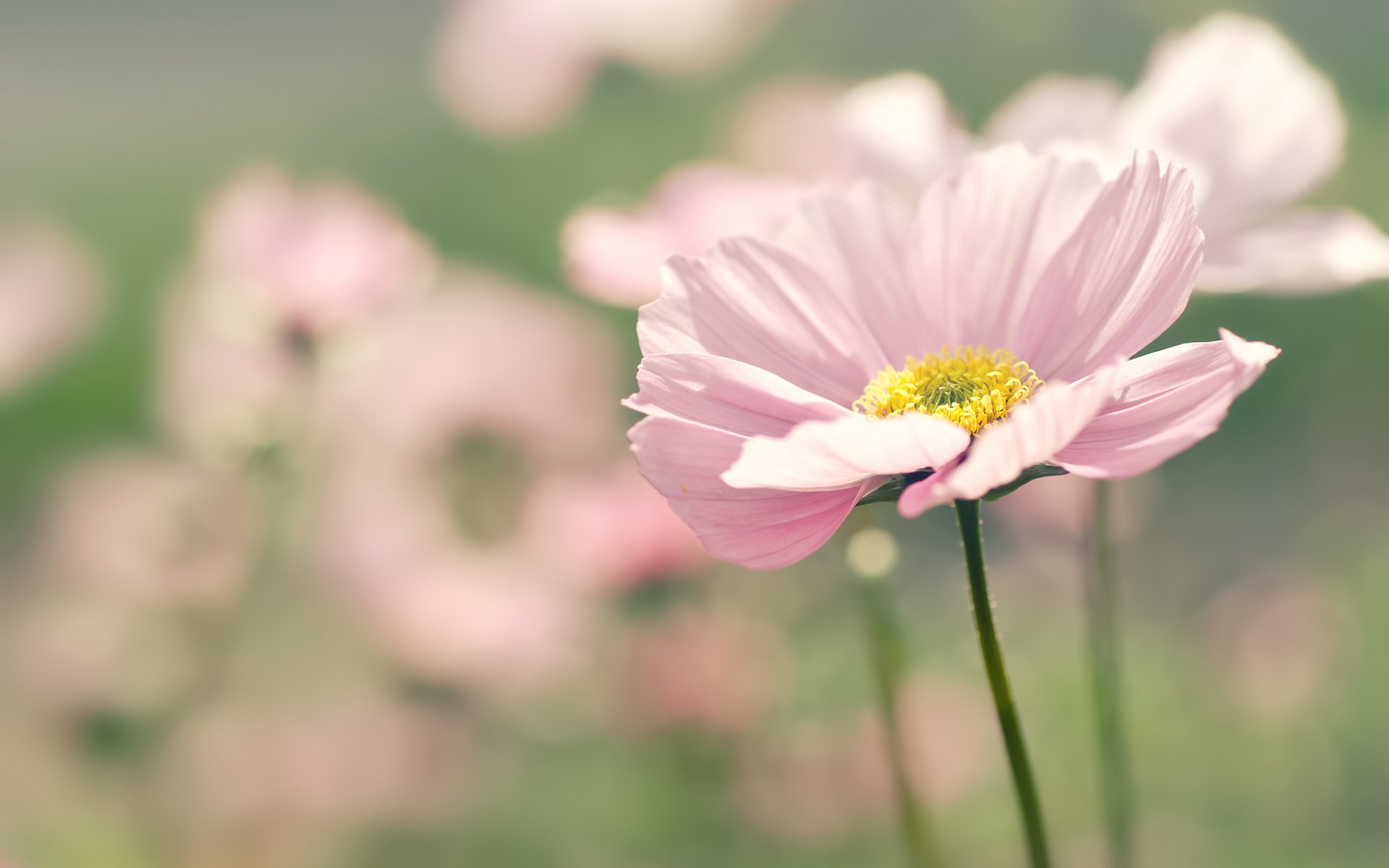 cosmea rosa flor pétalos enfoque desenfoque macro verano naturaleza flores