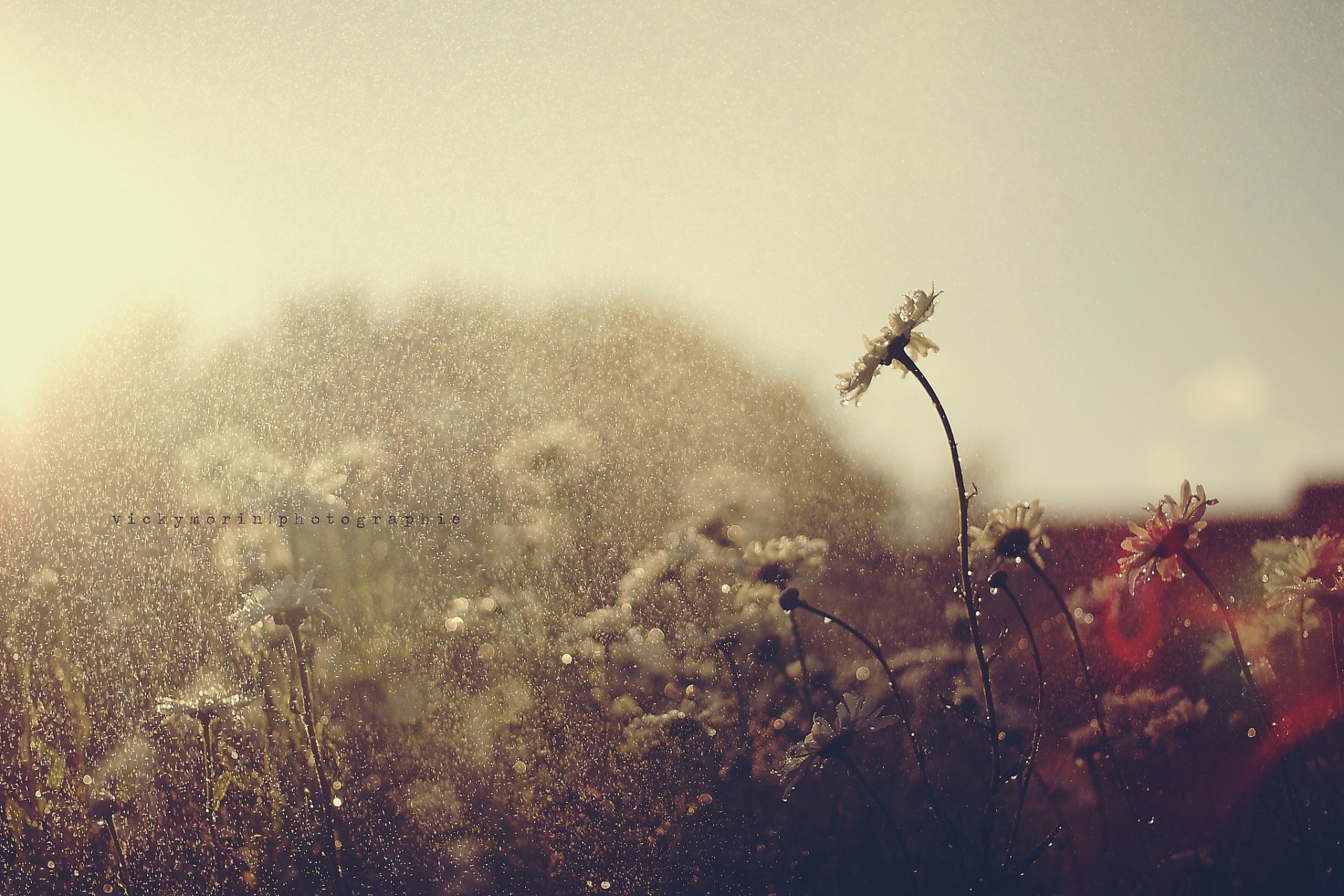 flower rain drops summer