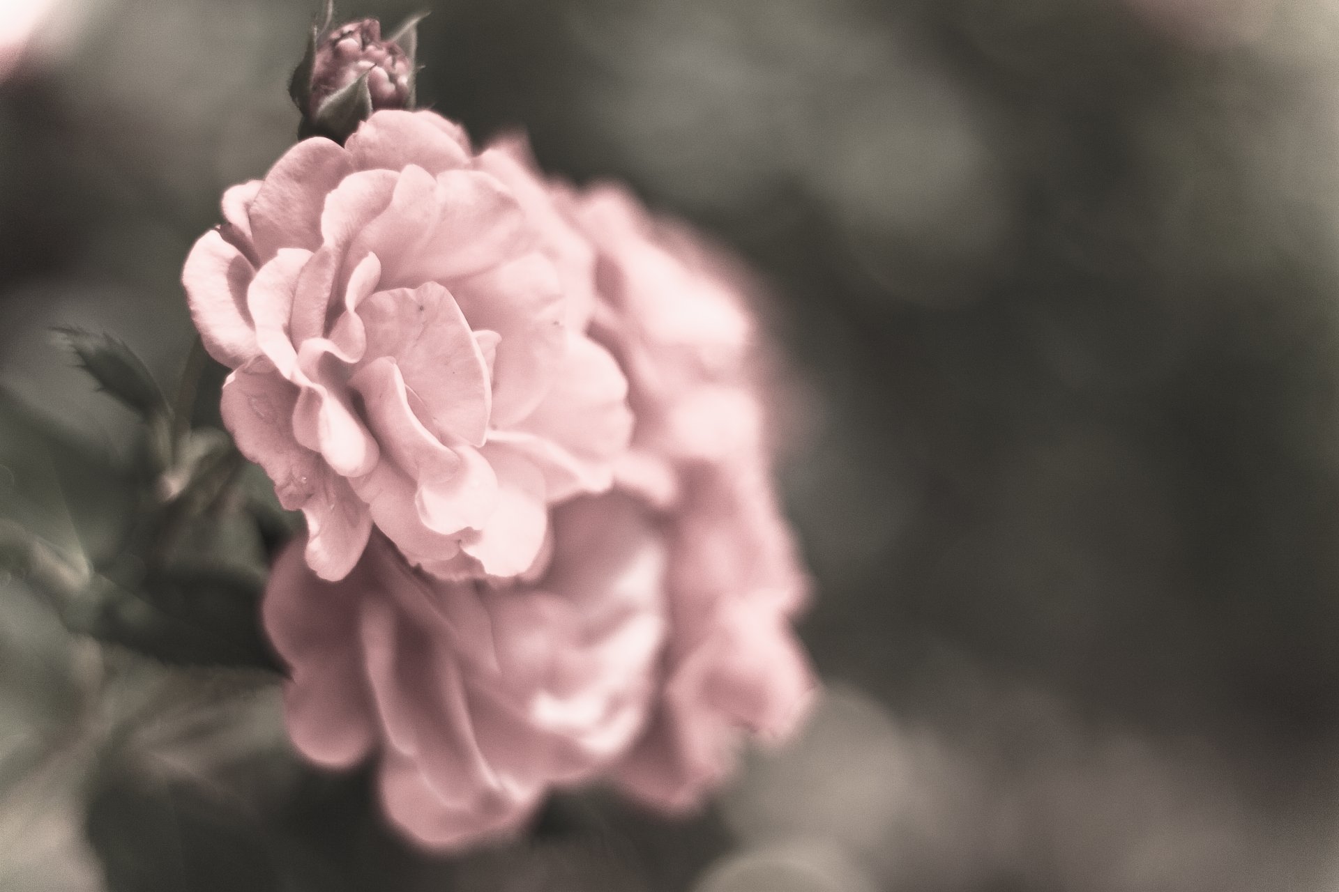 roses pink petals flower flowers grey blur close up