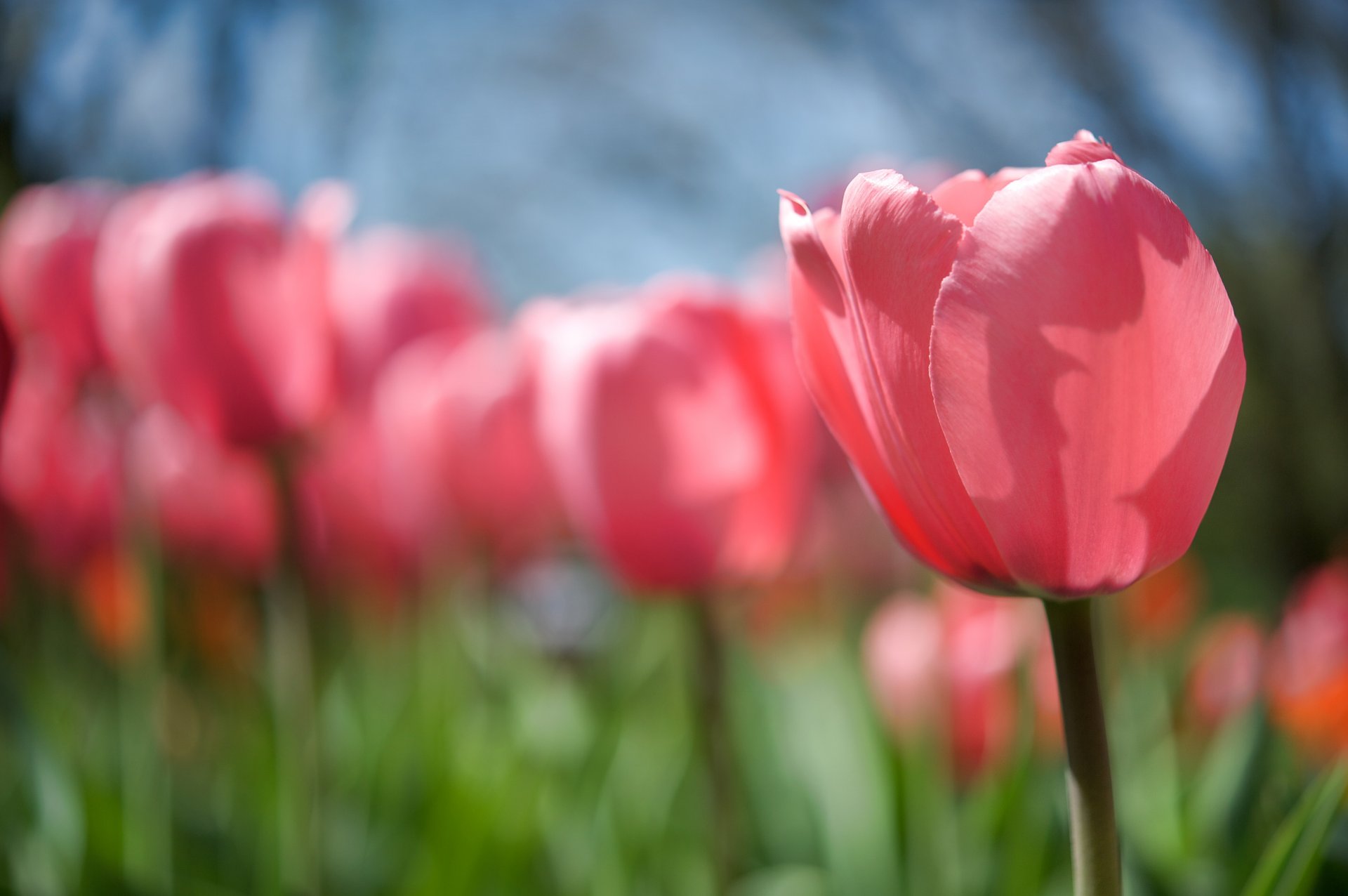 tulipe bourgeon fleur rose tige clairière printemps lumière soleil chaleur nature