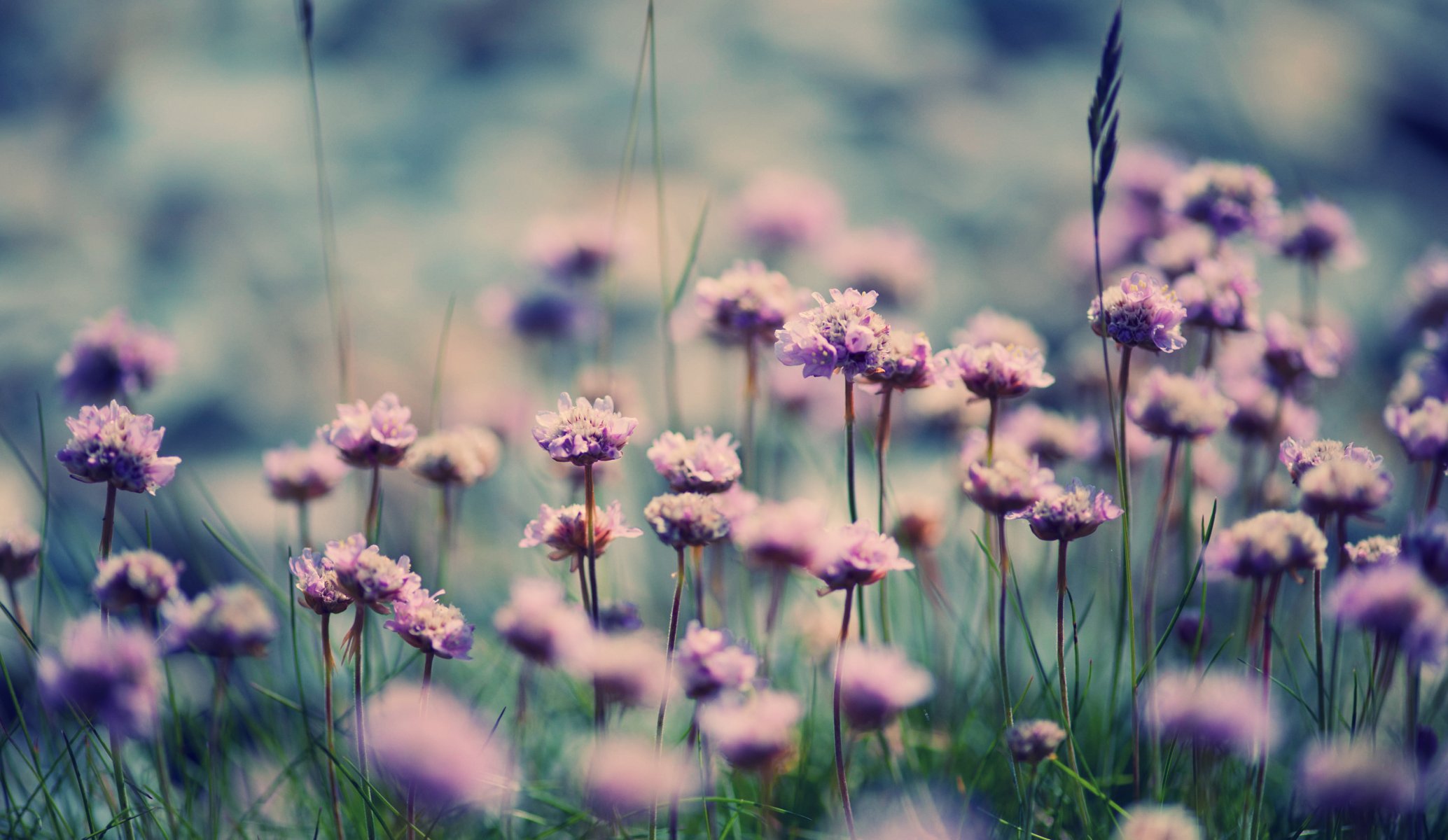 fleurs été fleurissent herbe