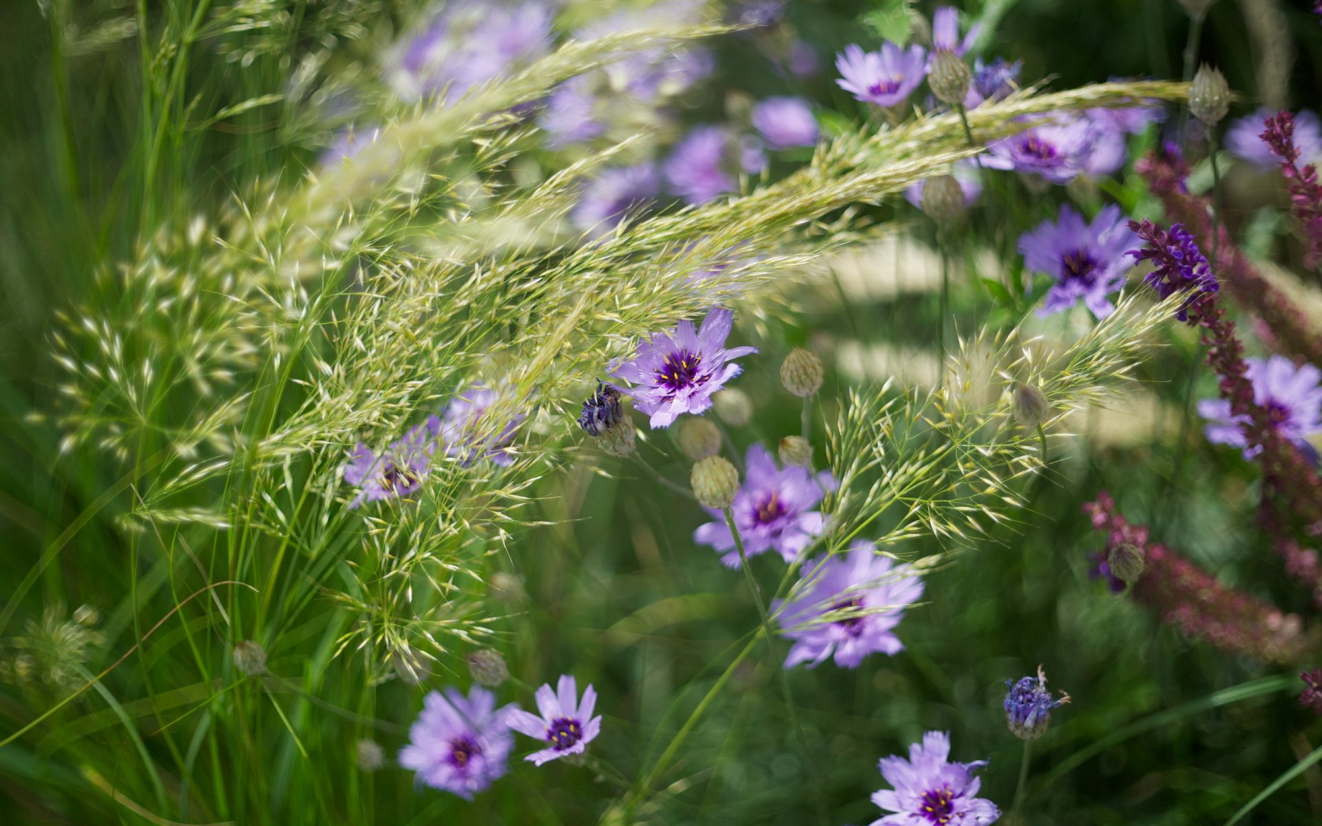 fiori erba natura estate