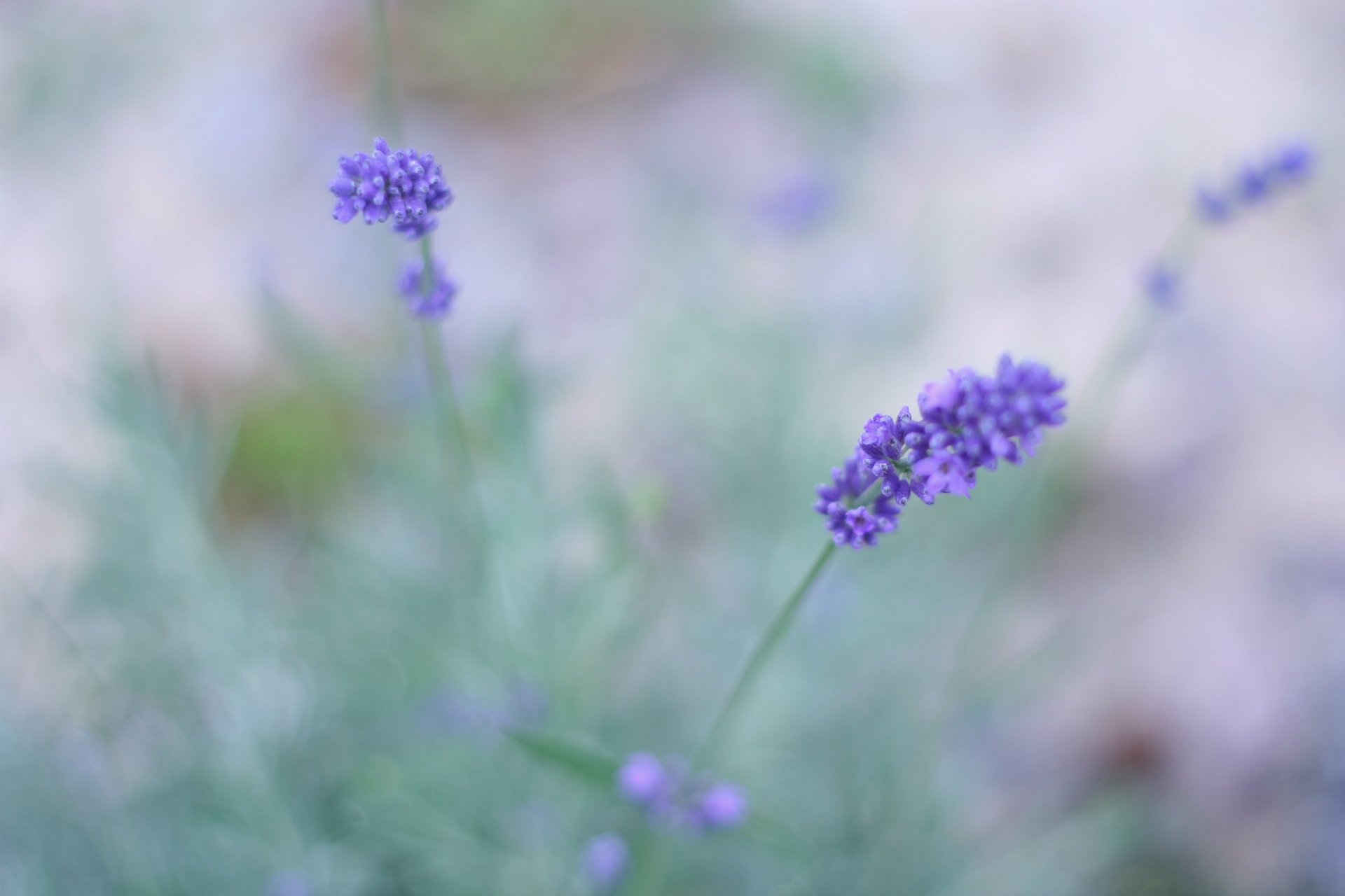 lavanda lilla fiori campo macro sfocatura