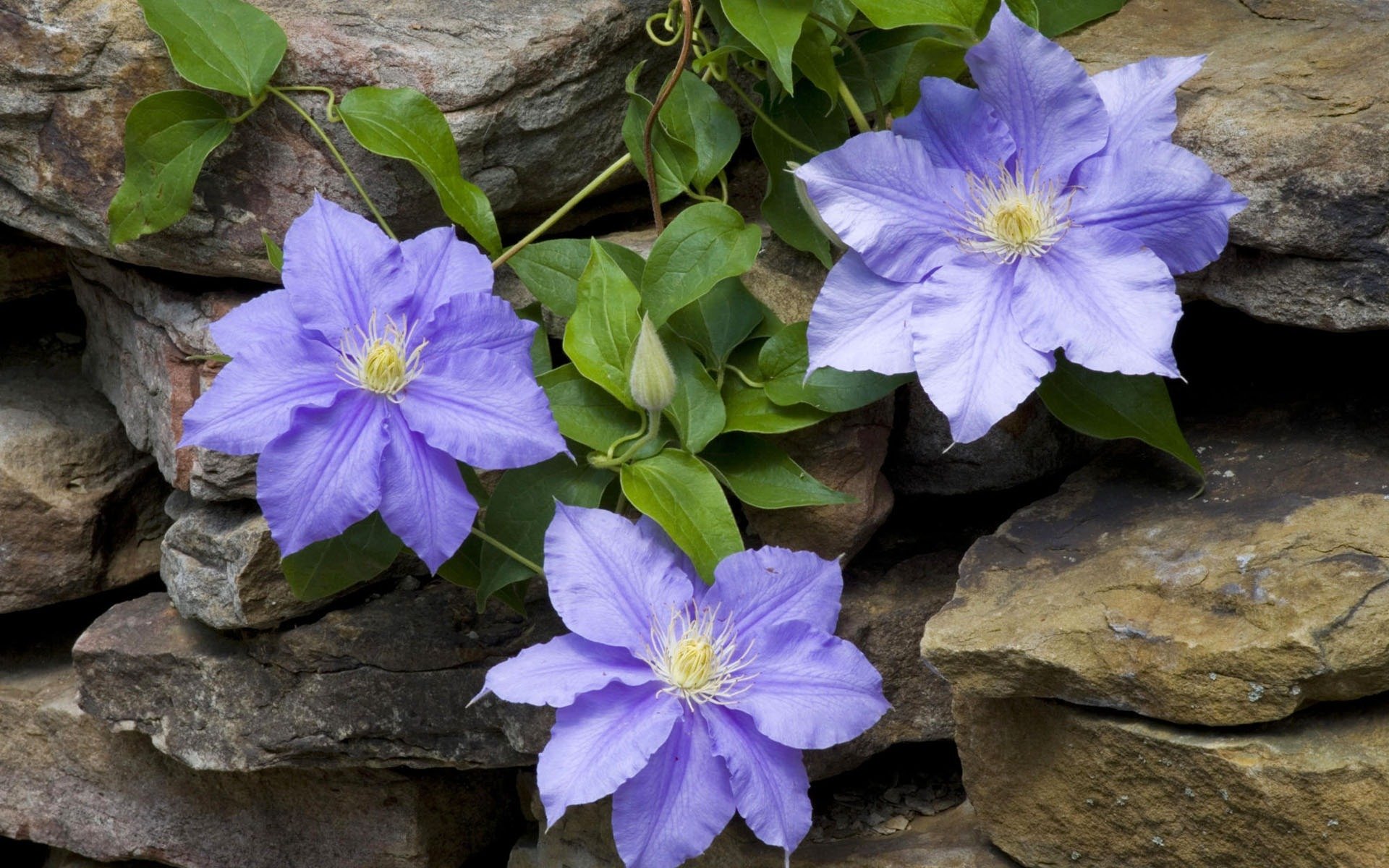 gros plan fleurs clématite pierre maçonnerie liane lilas