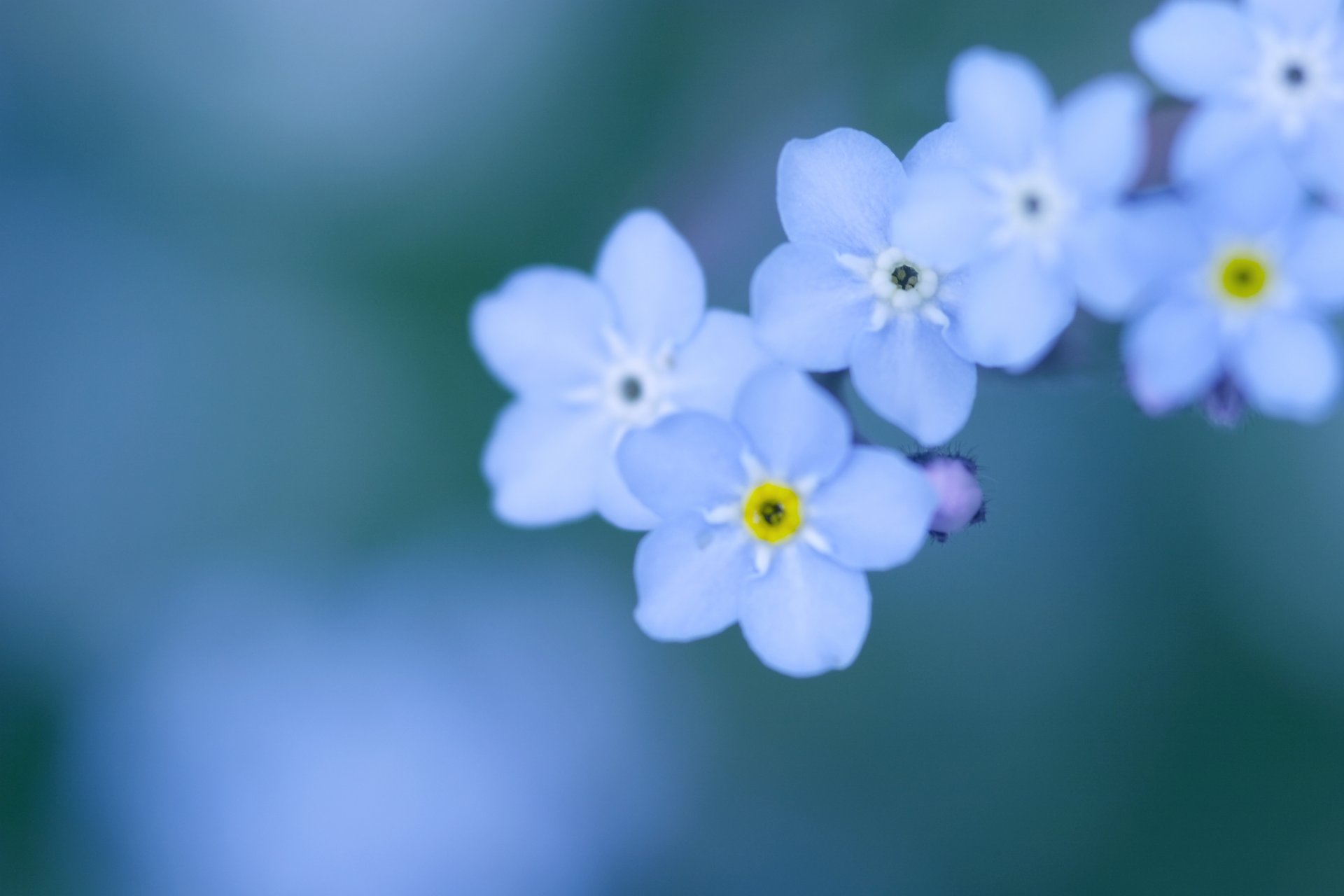 nomeolvides flores pequeño pétalos azul azul color fondo desenfoque ternura macro