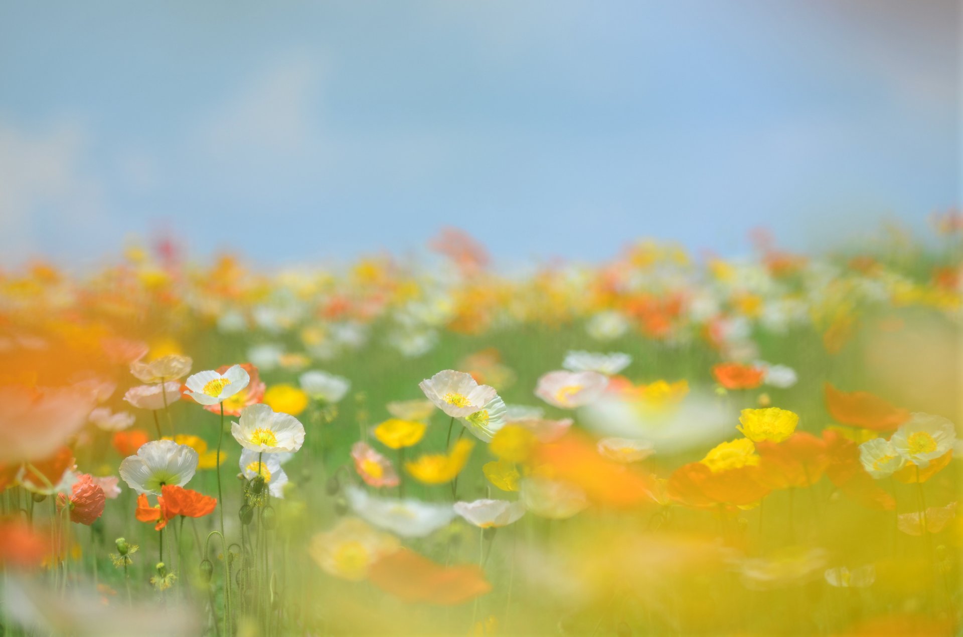 poppies flower yellow orange white stems grass the field field sky summer blur tender