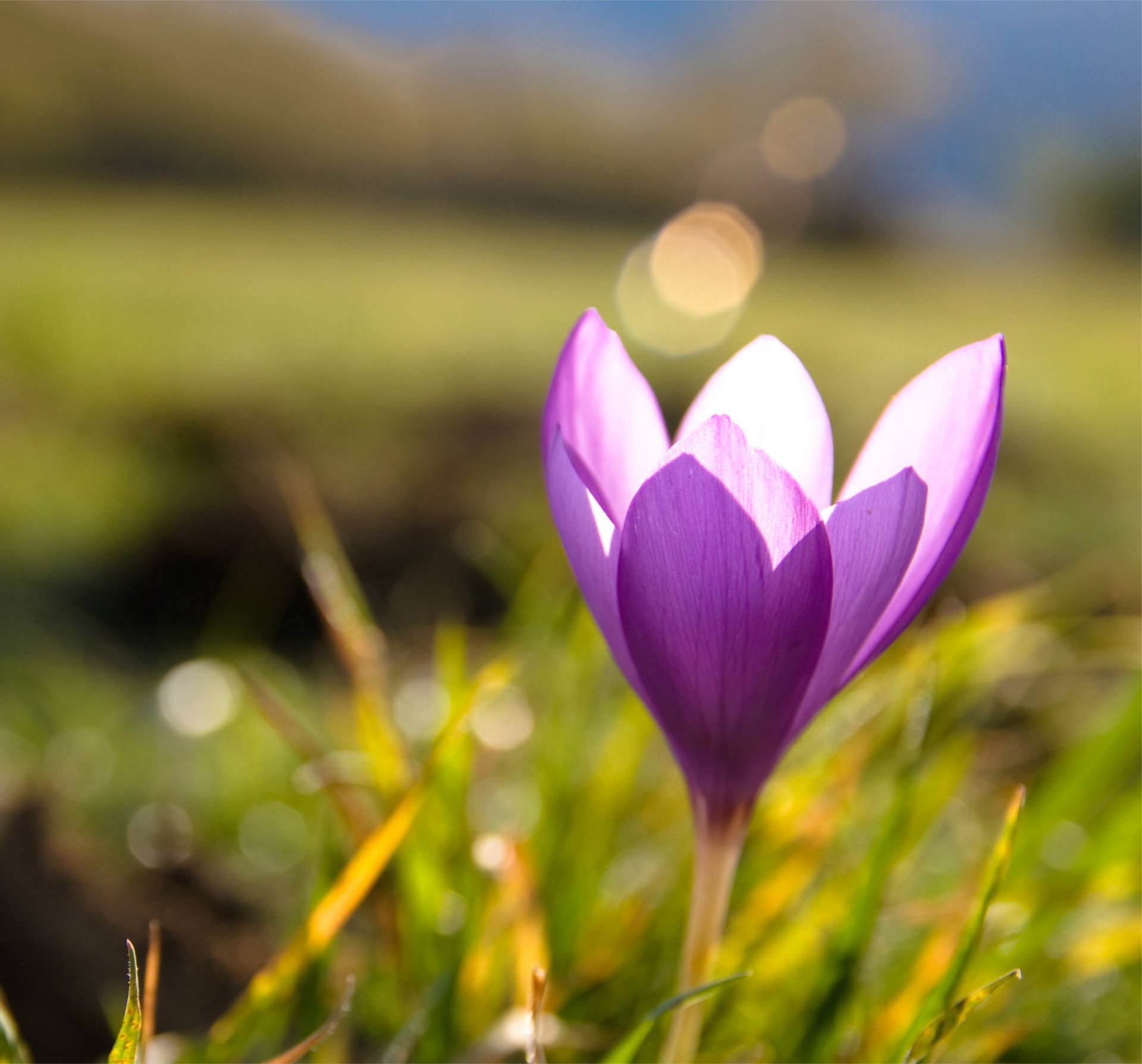 azafrán lila hierba primavera reflejos macro desenfoque